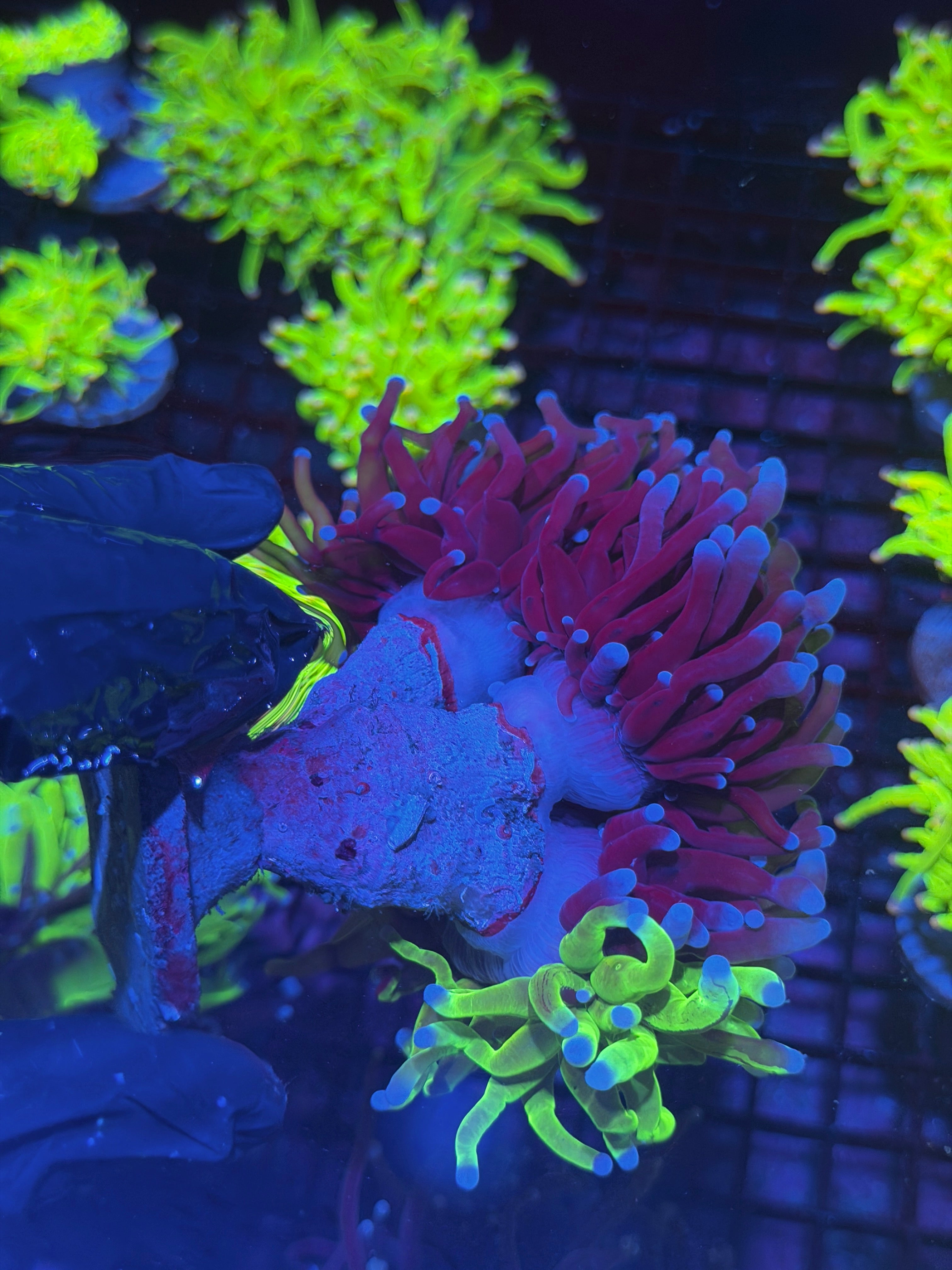 JEA Grafted Holy Grail Torch Coral Mini Colony 3 XXXL Heads Show Piece 8/1