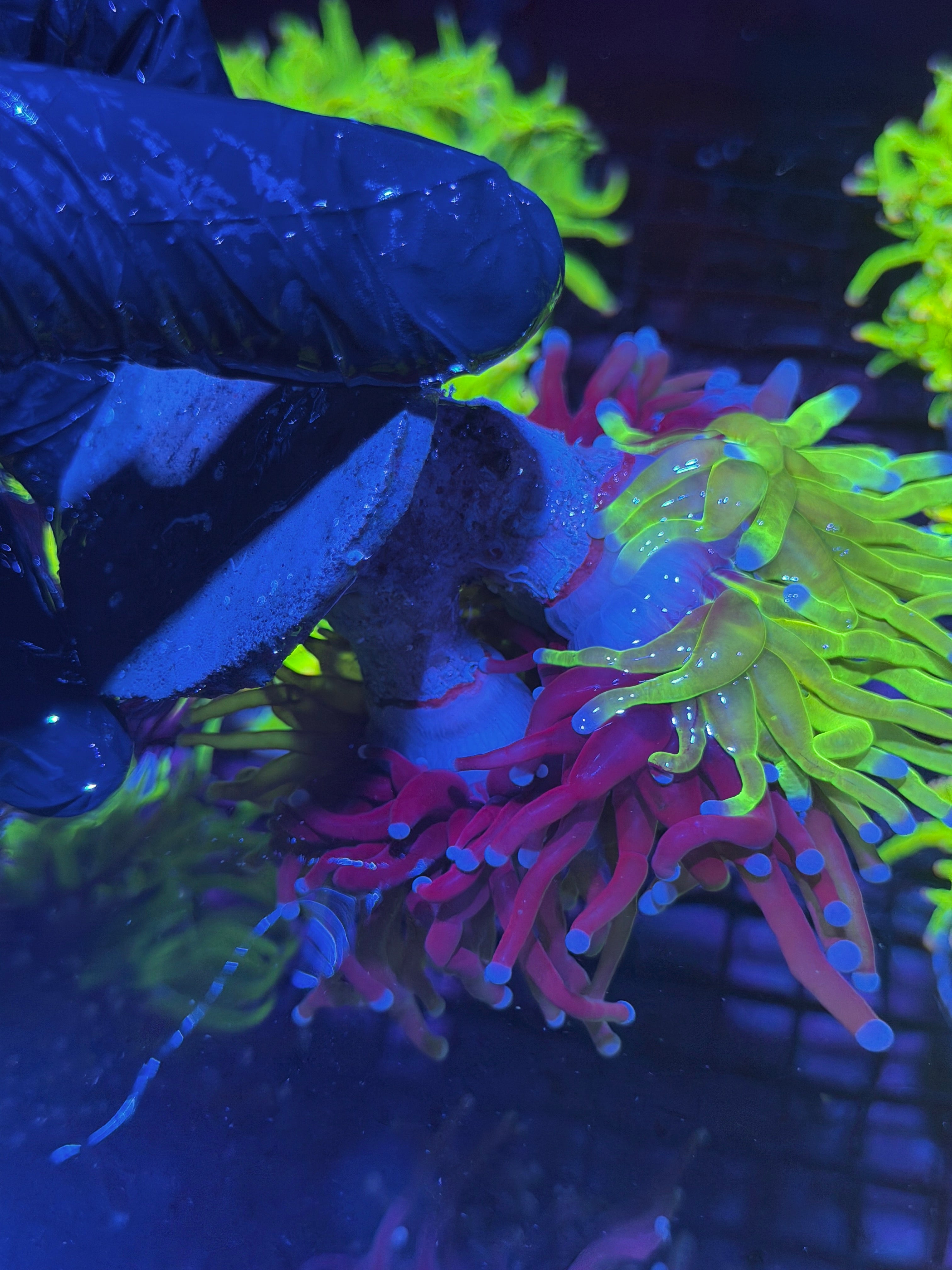JEA Grafted Holy Grail Torch Coral Mini Colony 3 XXXL Heads Show Piece 8/1
