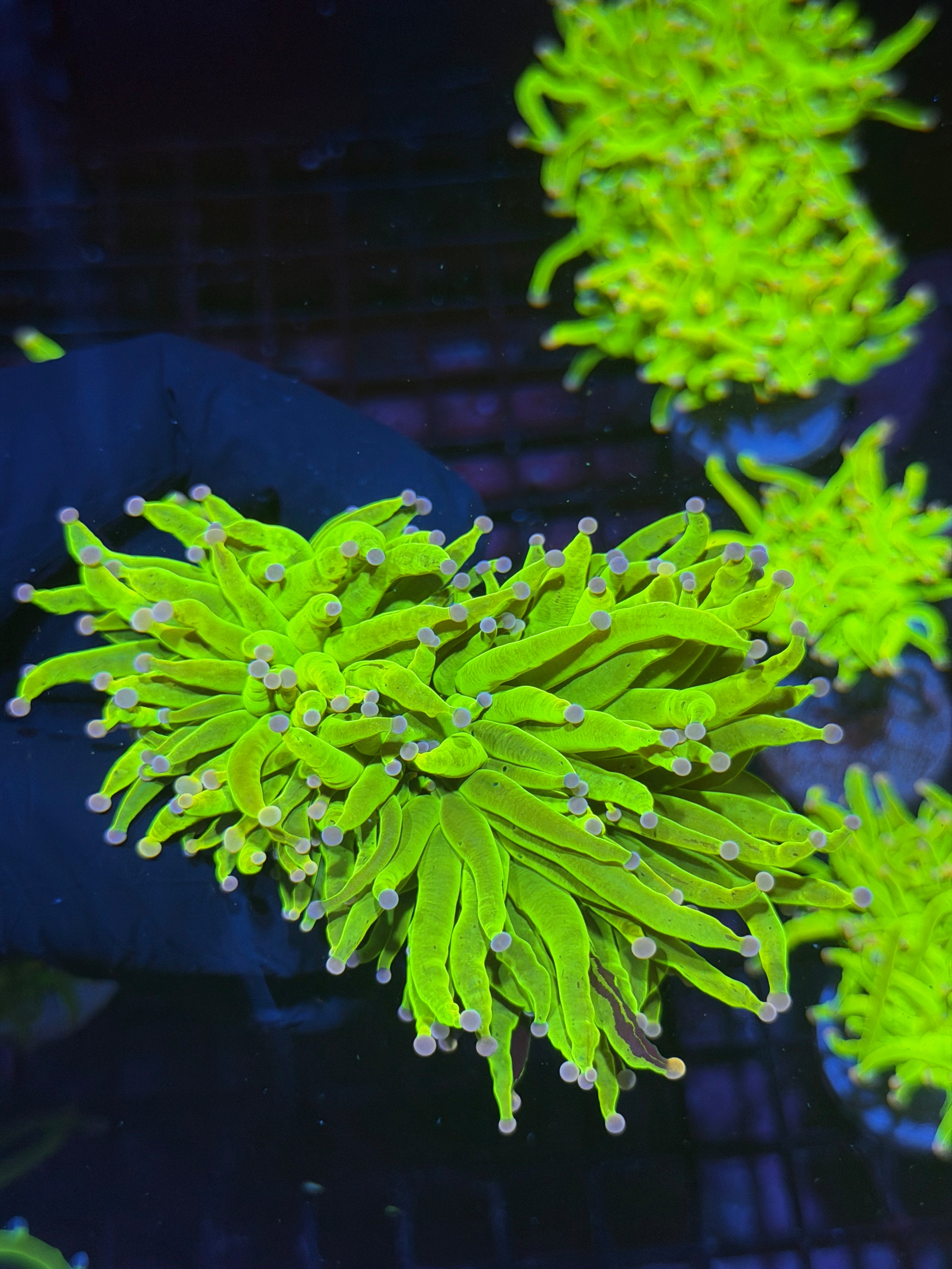 JEA Grafted Drama Queen Holy Grail Torch Coral 2 XL Heads ( Purple Tips) 8/1