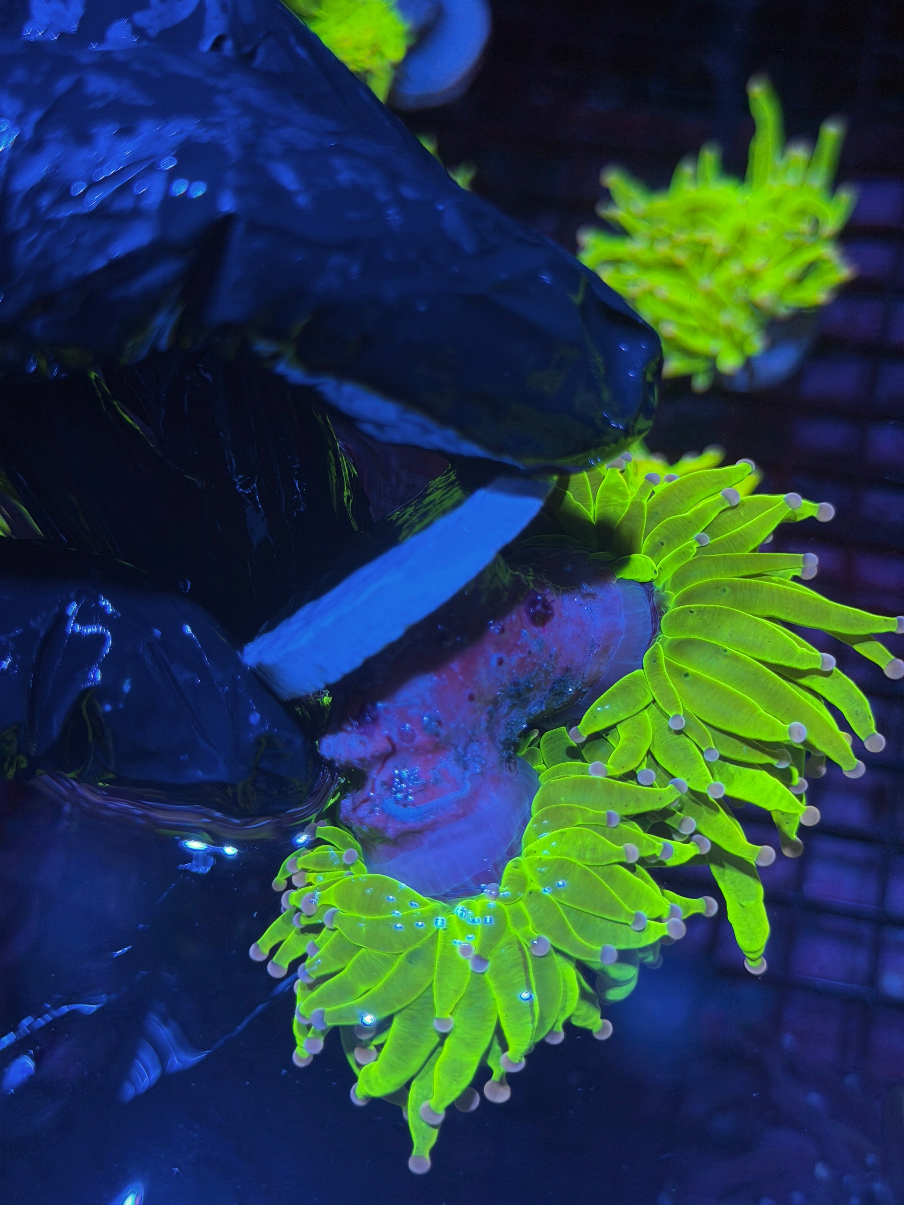 JEA Grafted Drama Queen Holy Grail Torch Coral 2 XL Heads ( Purple Tips) 8/1