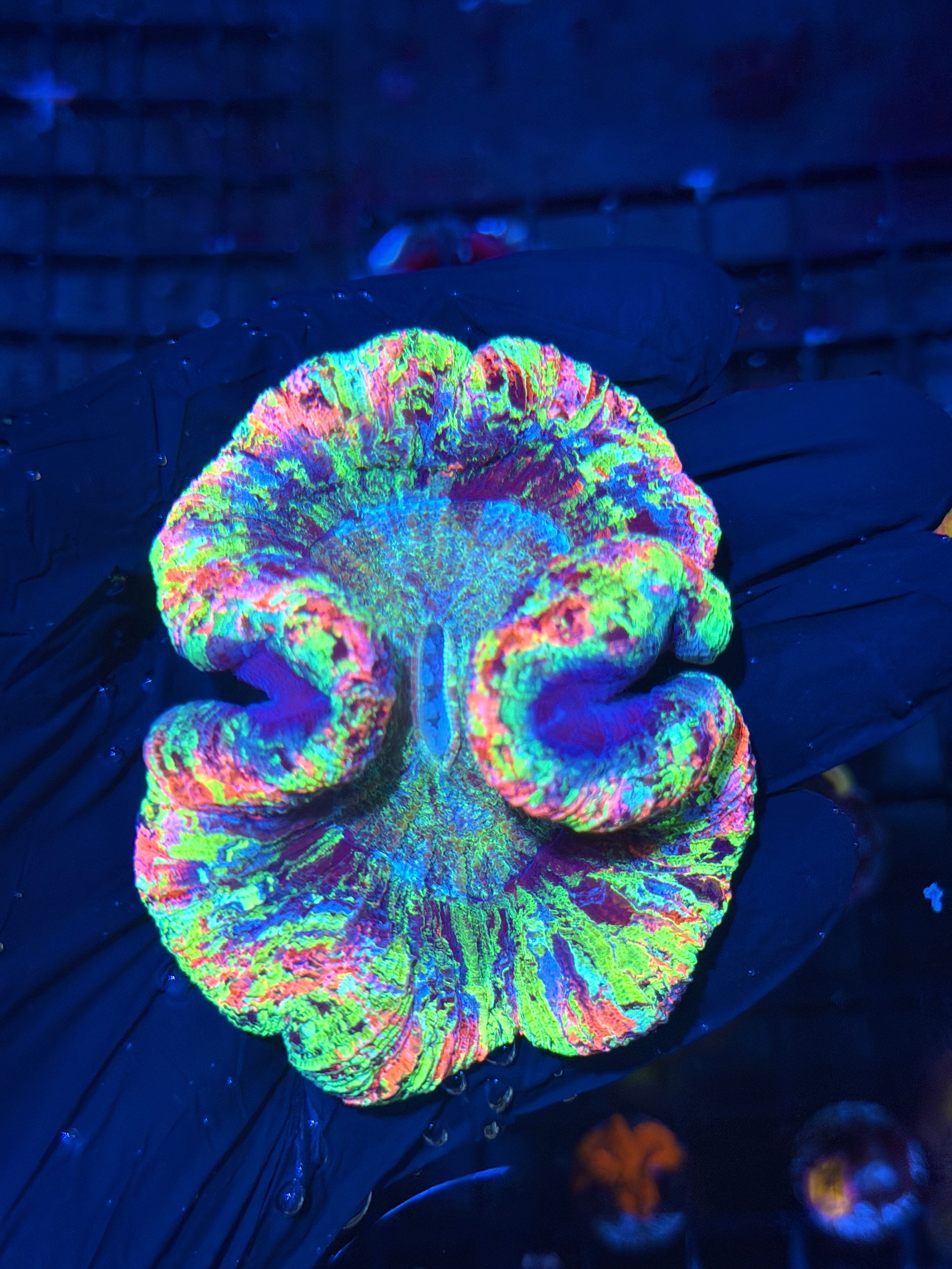 Insane Rainbow Splatter Trachyphyllia Meat Coral 8/1