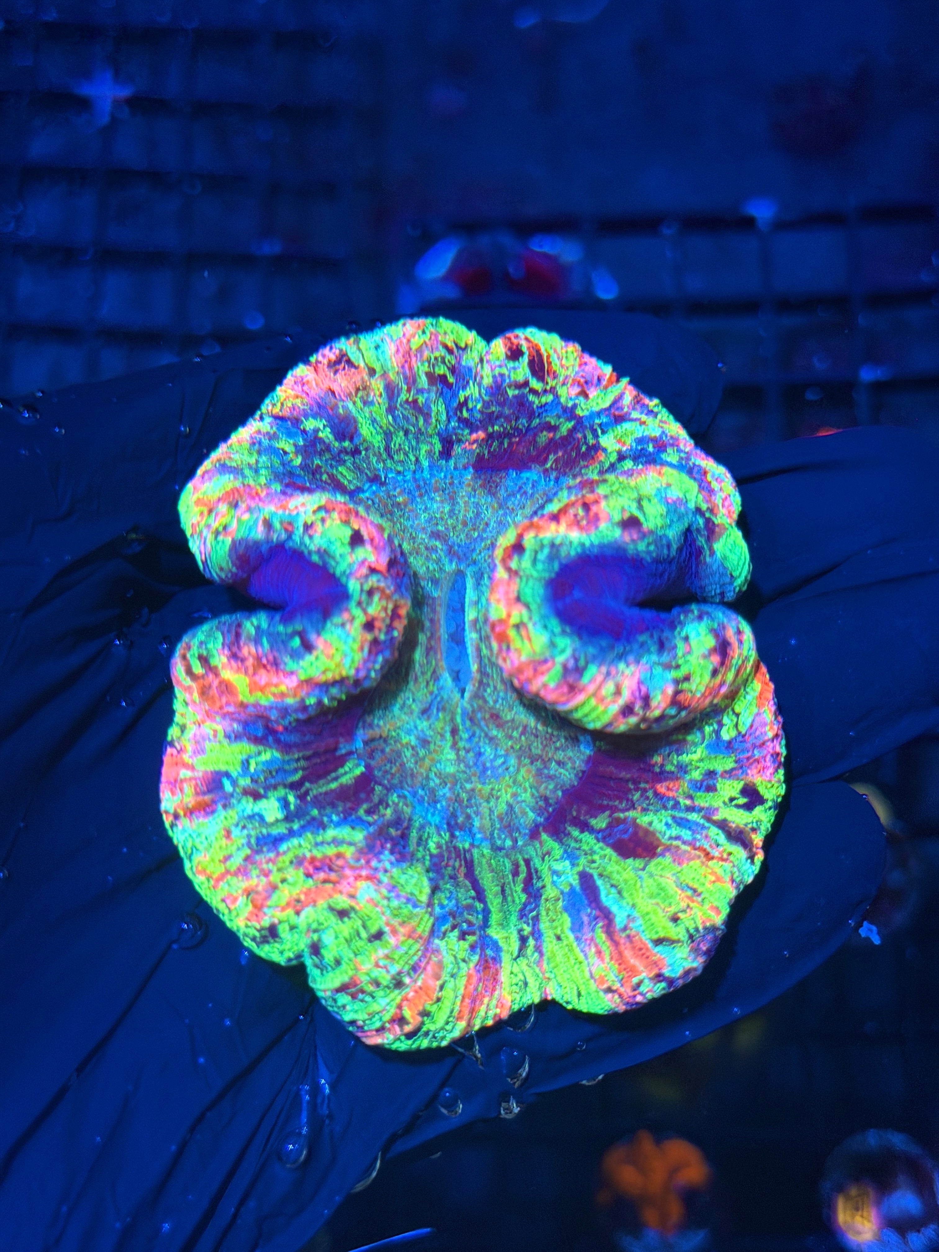 Insane Rainbow Splatter Trachyphyllia Meat Coral 8/1