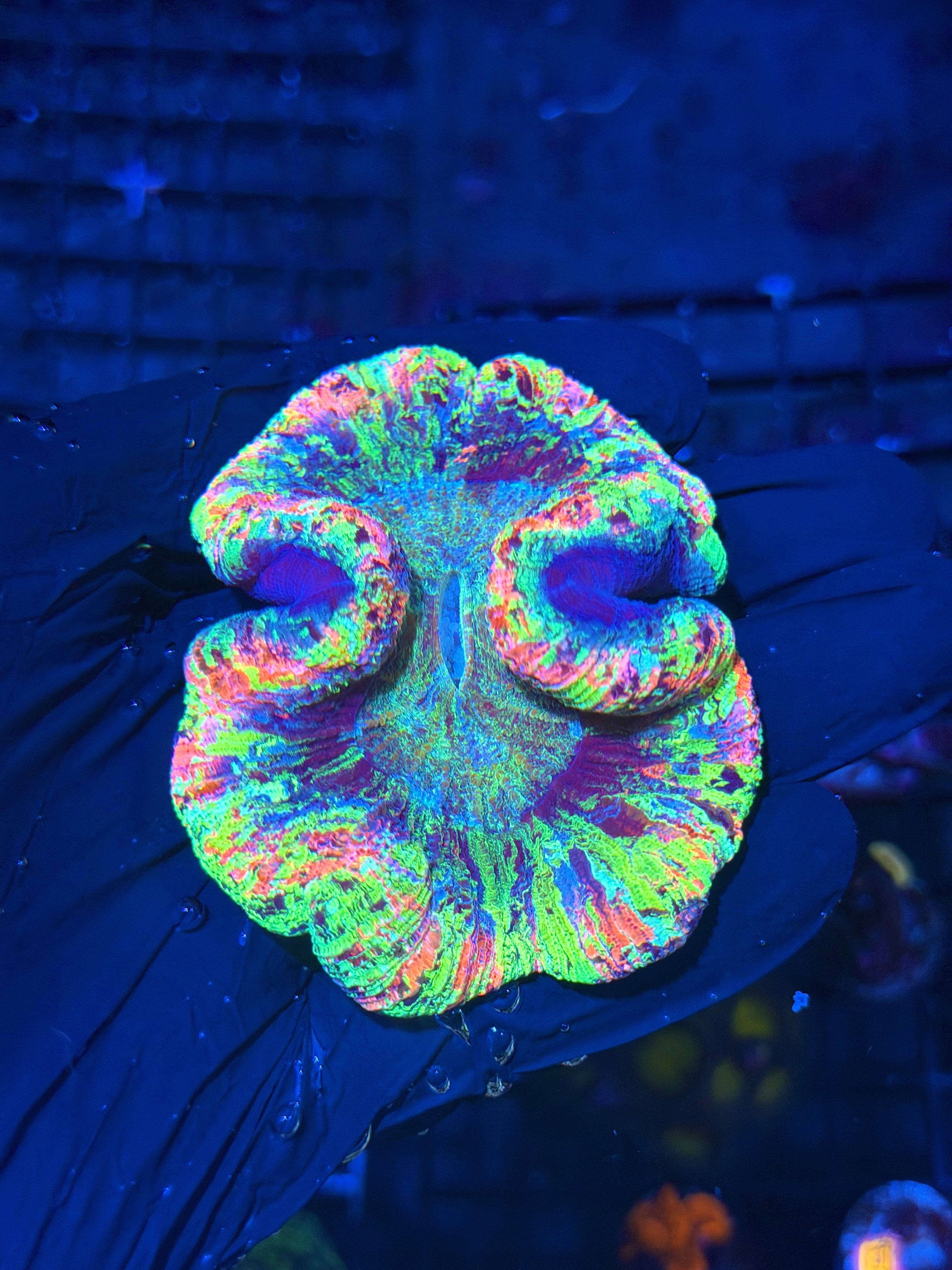 Insane Rainbow Splatter Trachyphyllia Meat Coral 8/1