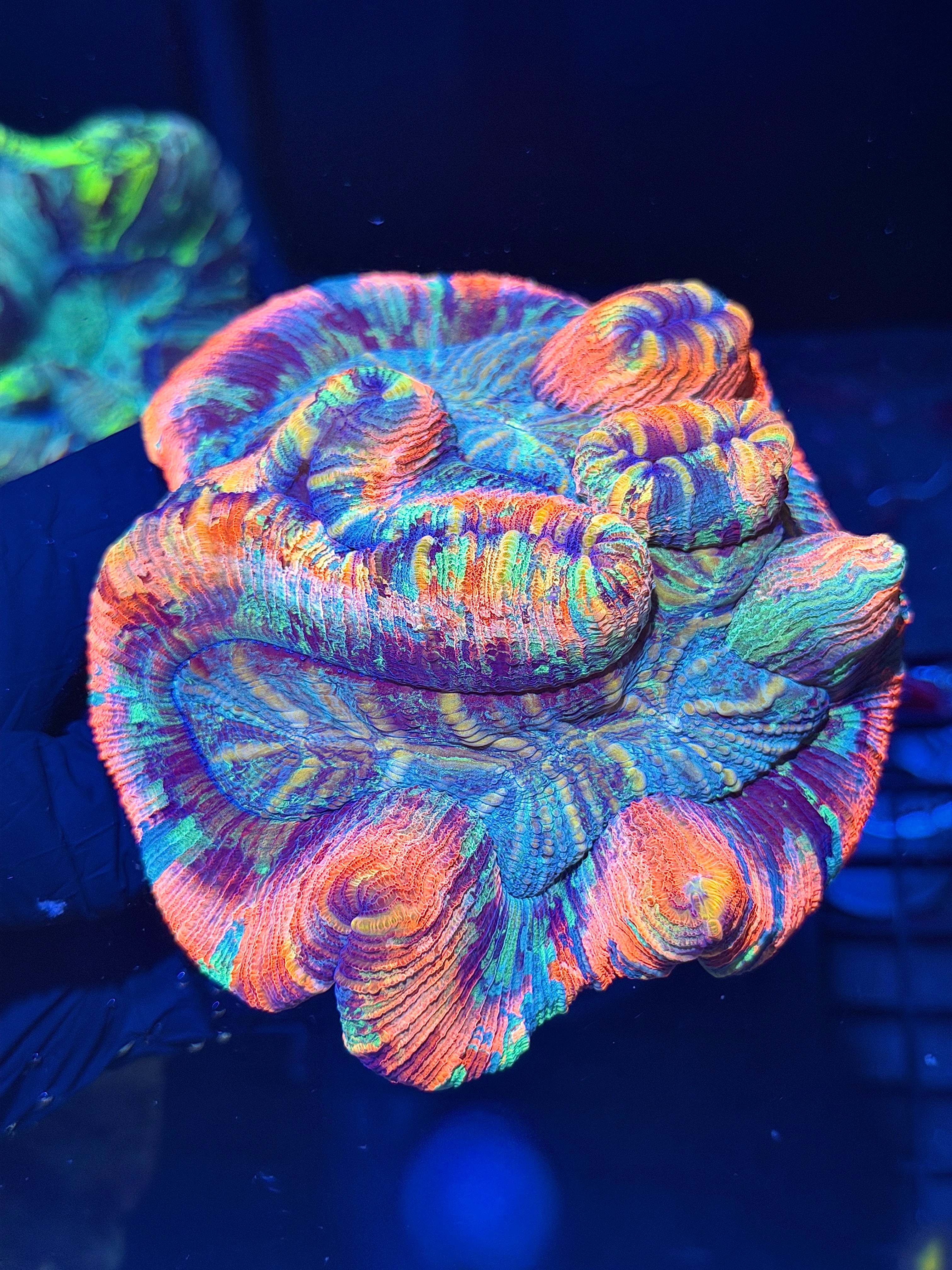 Insane Striped Rainbow Trachyphyllia Meat Coral XXXL Show Piece 8/1