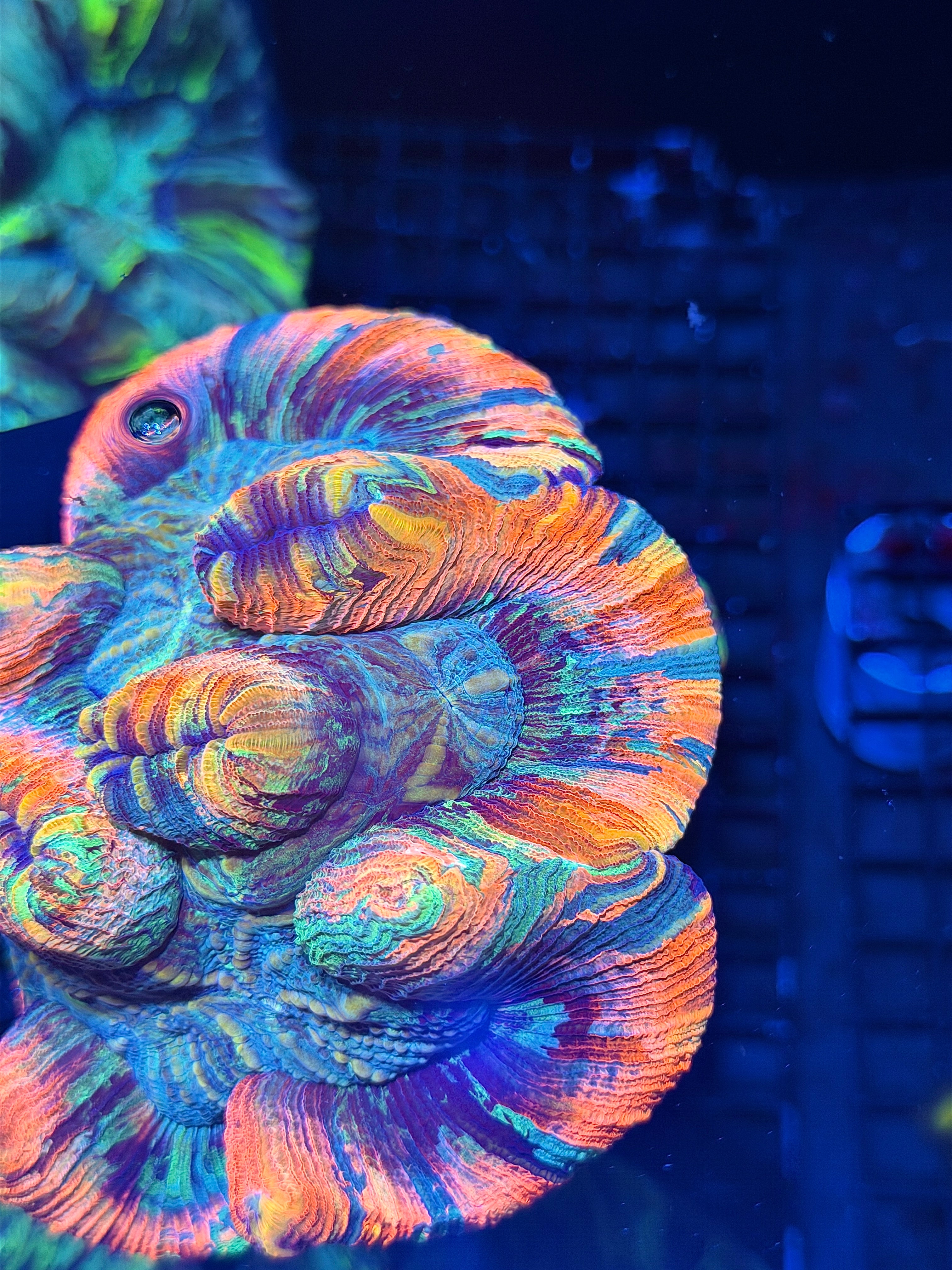 Insane Striped Rainbow Trachyphyllia Meat Coral XXXL Show Piece 8/1