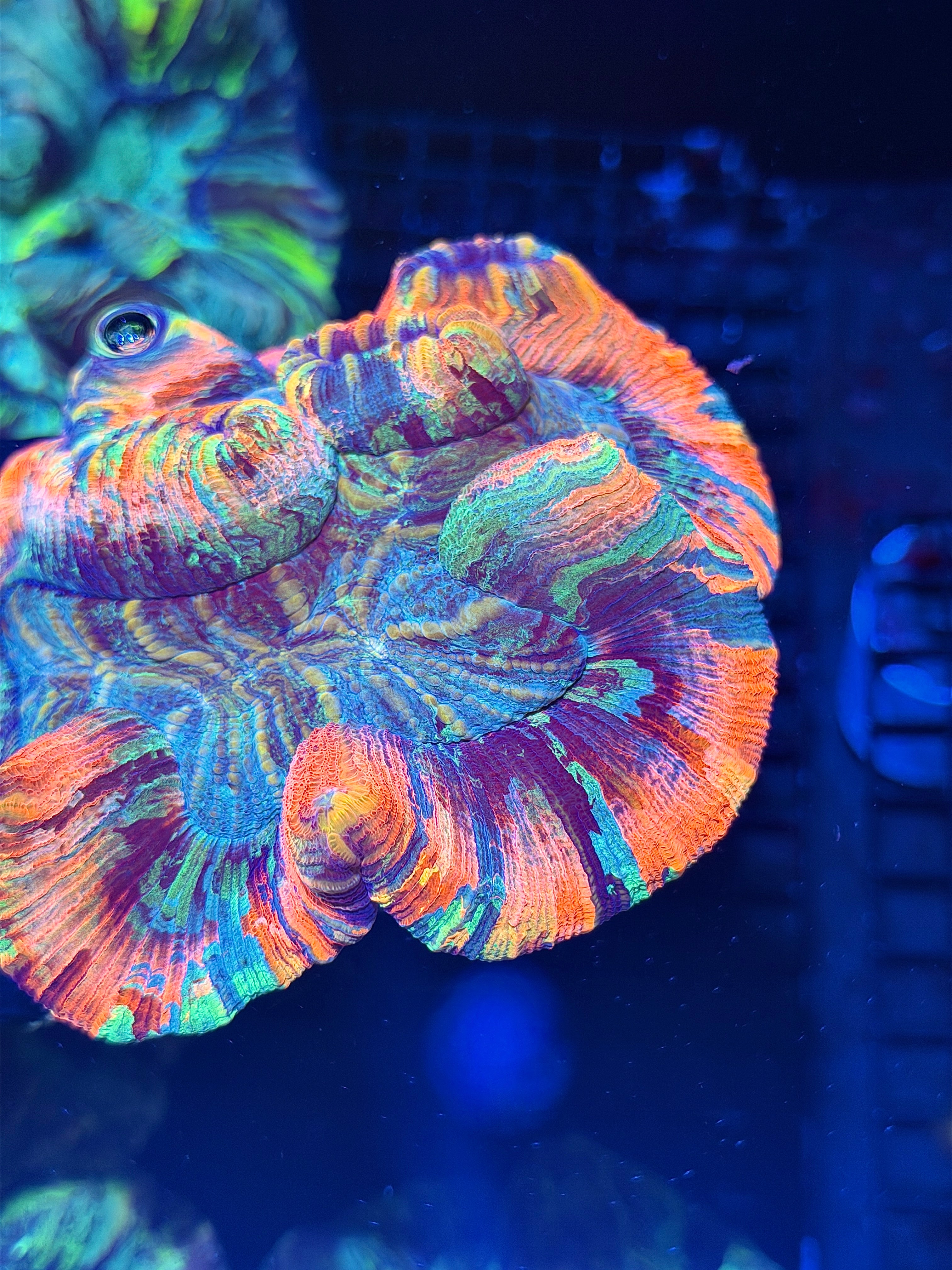 Insane Striped Rainbow Trachyphyllia Meat Coral XXXL Show Piece 8/1