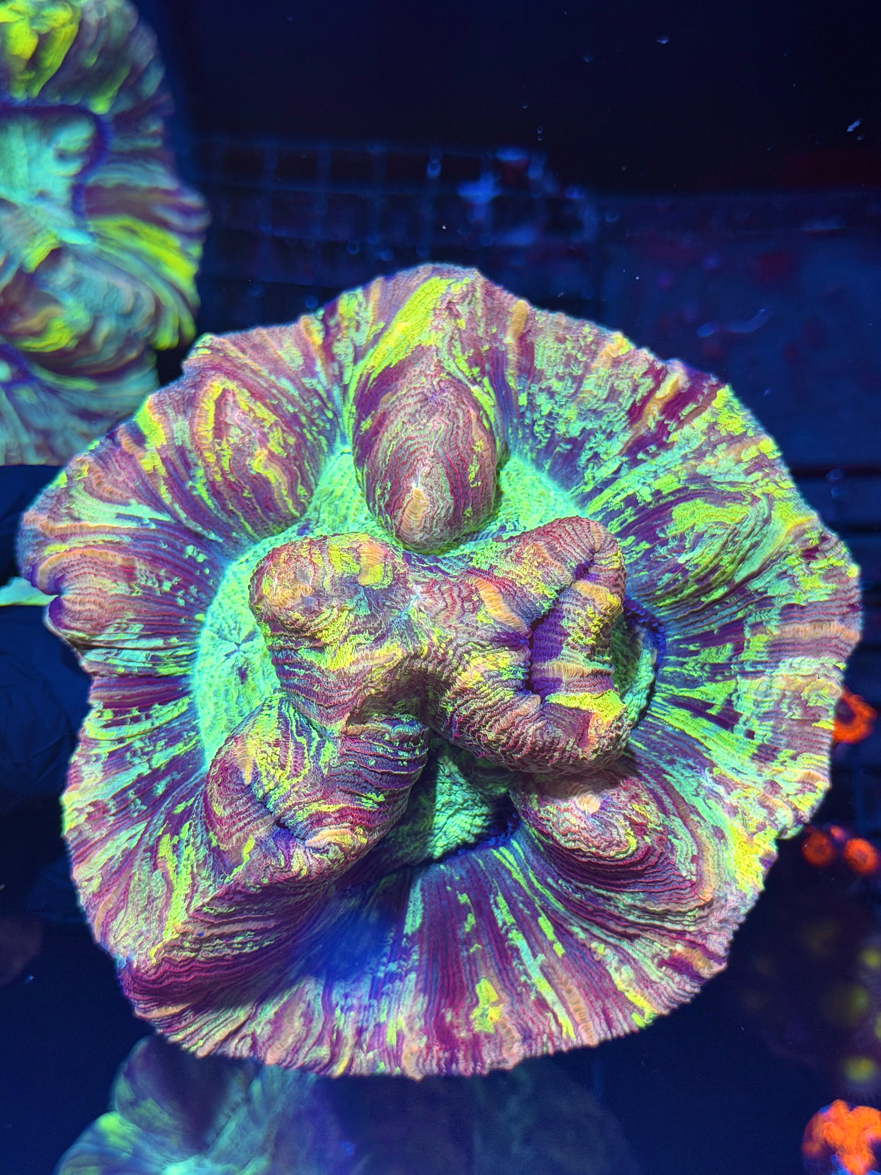 Toxic Multicolor Splatter Trachyphyllia Meat Coral XXXL Show Piece 8/1