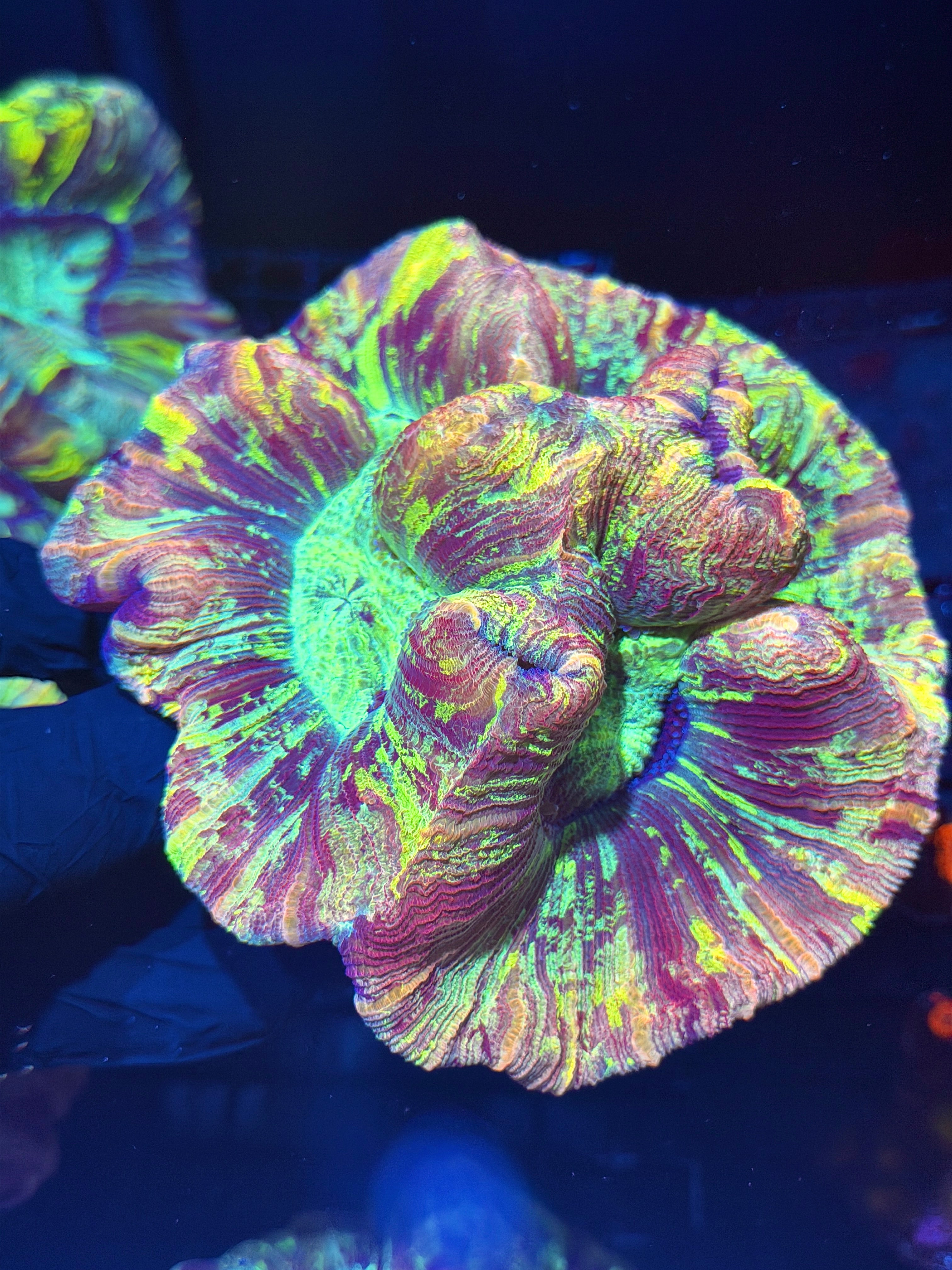 Toxic Multicolor Splatter Trachyphyllia Meat Coral XXXL Show Piece 8/1
