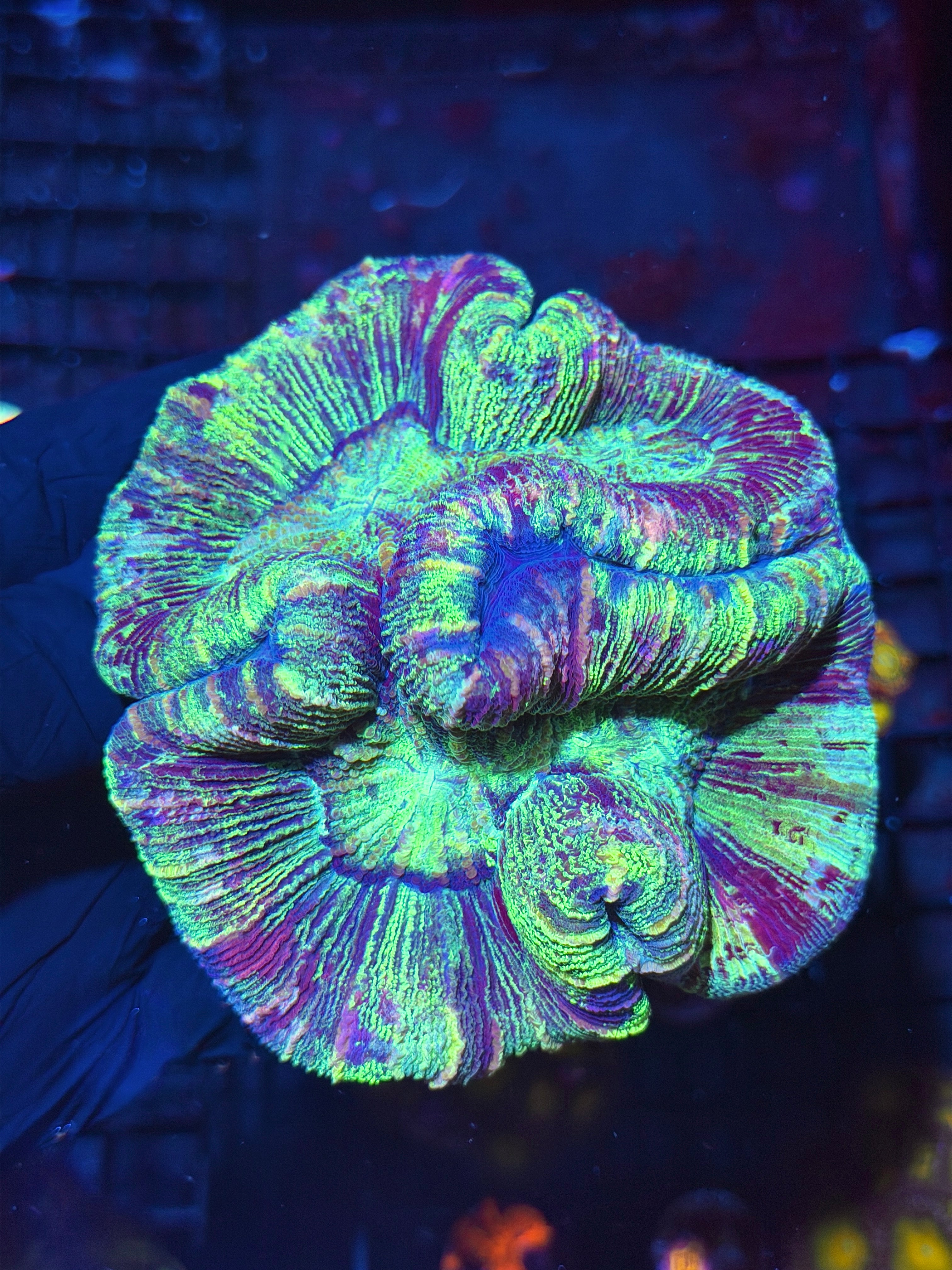 Holographic Rainbow Trachyphyllia Meat Coral XL 7/31