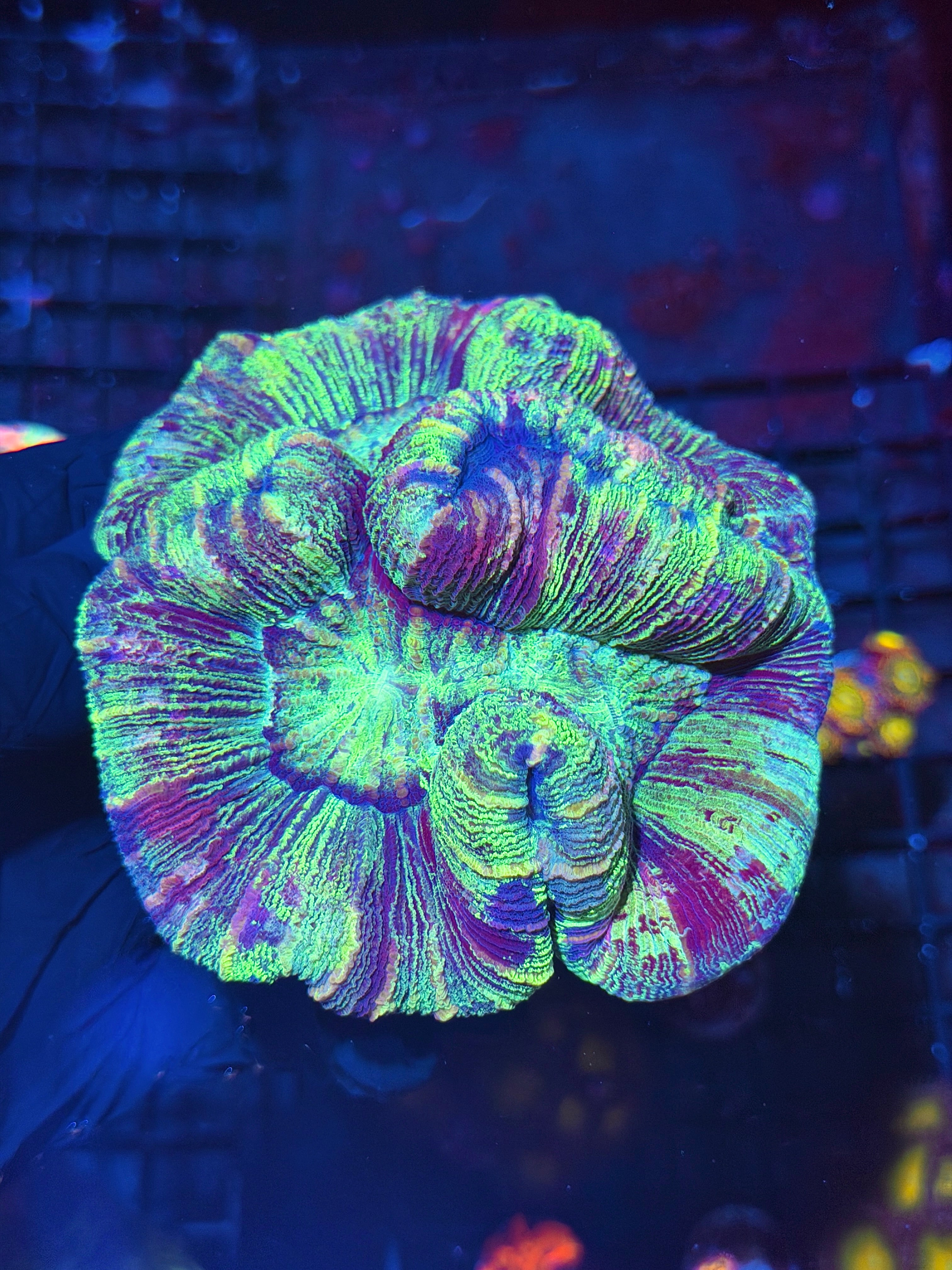 Holographic Rainbow Trachyphyllia Meat Coral XL 7/31