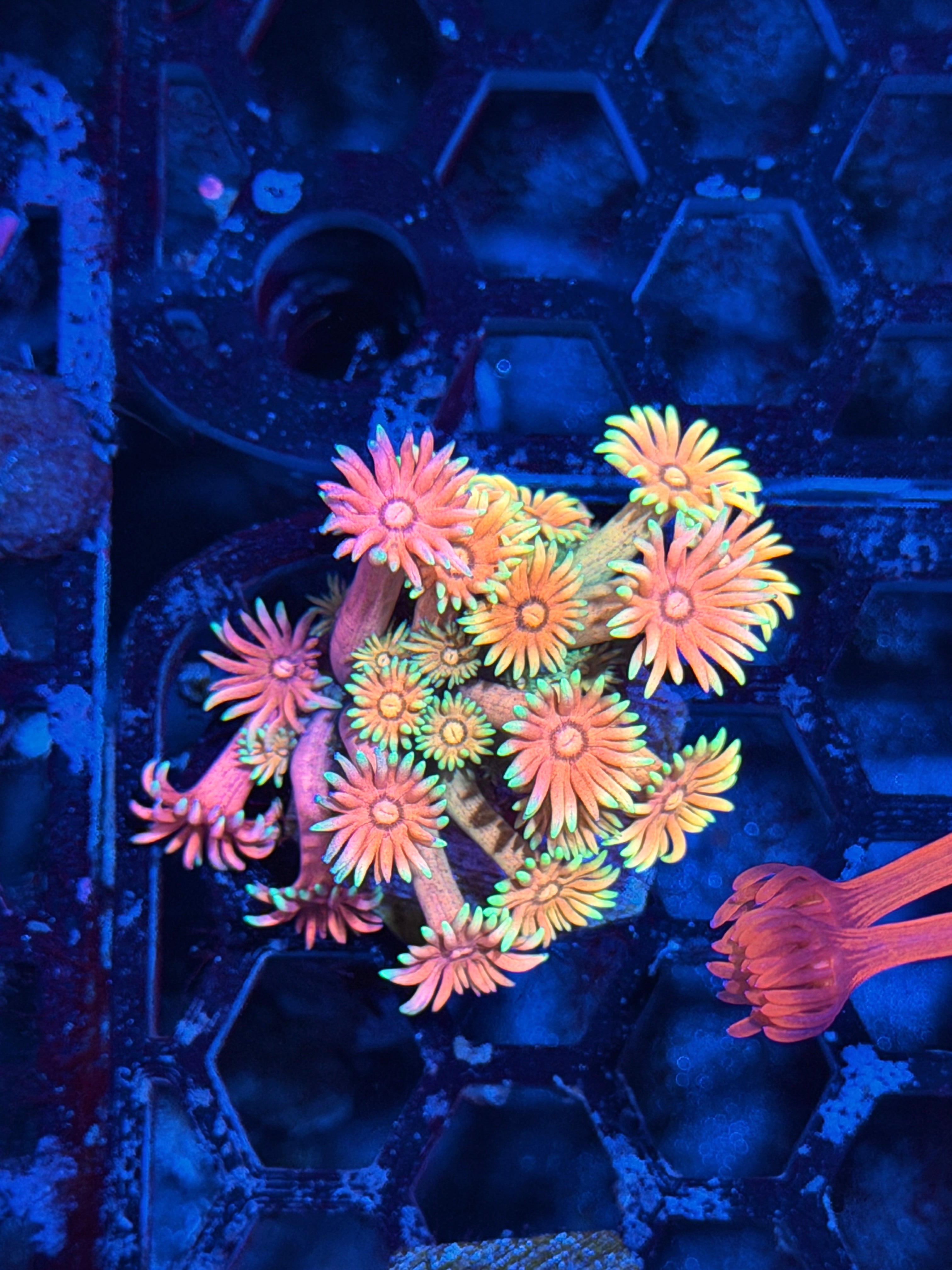 JEA Rainbow Sunset Goniopora Coral