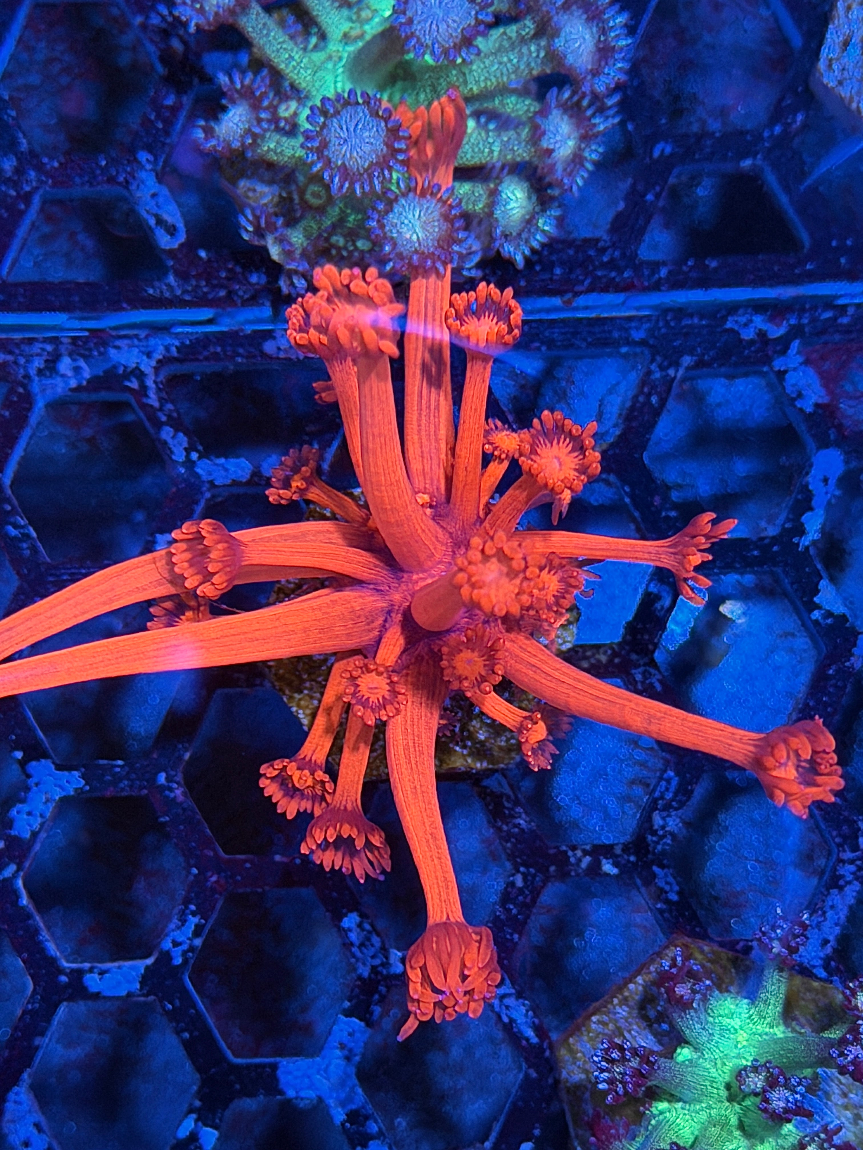 JEA Red Devil Goniopora Coral