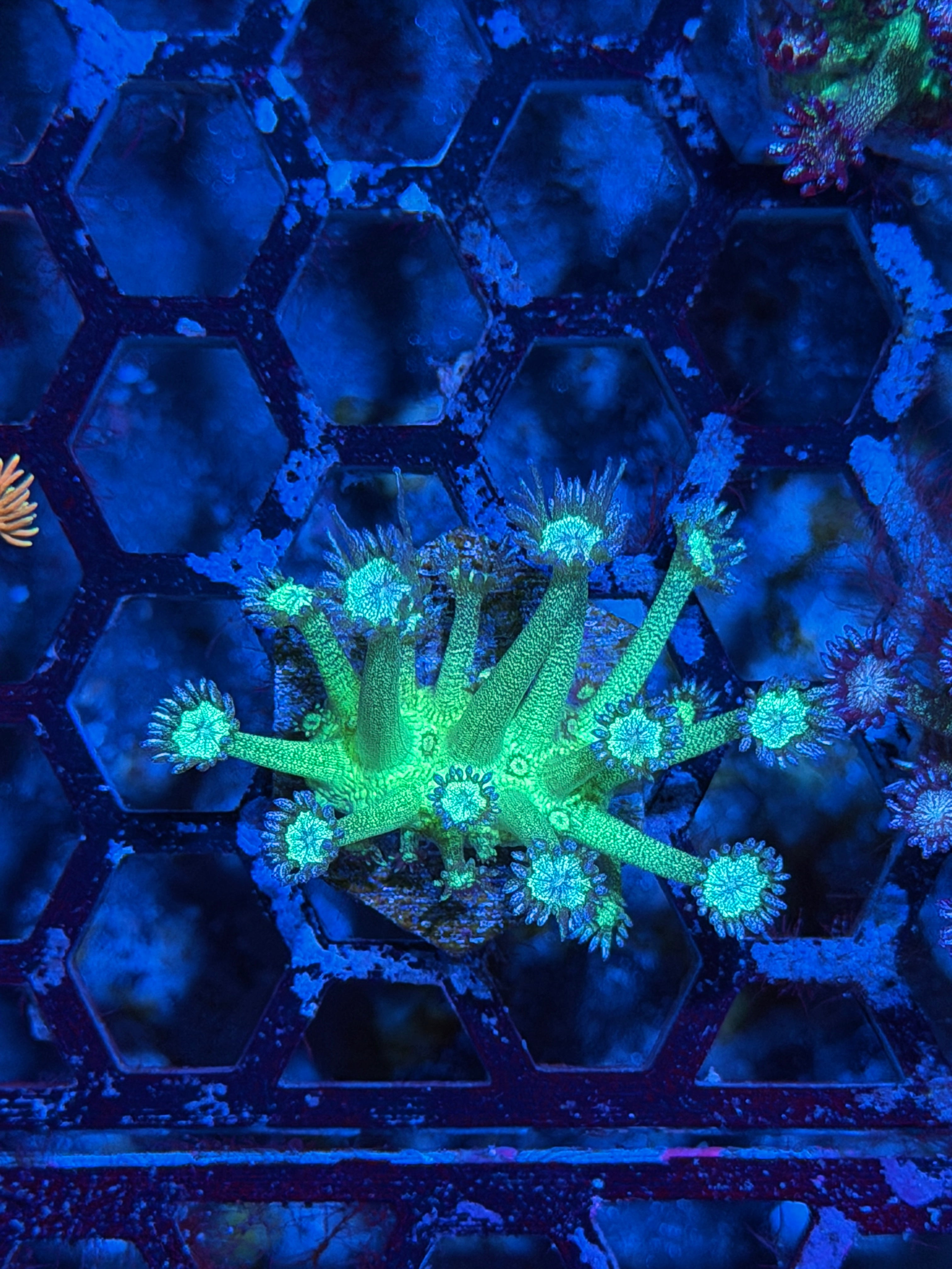 JEA Glitter Bomb Goniopora Coral