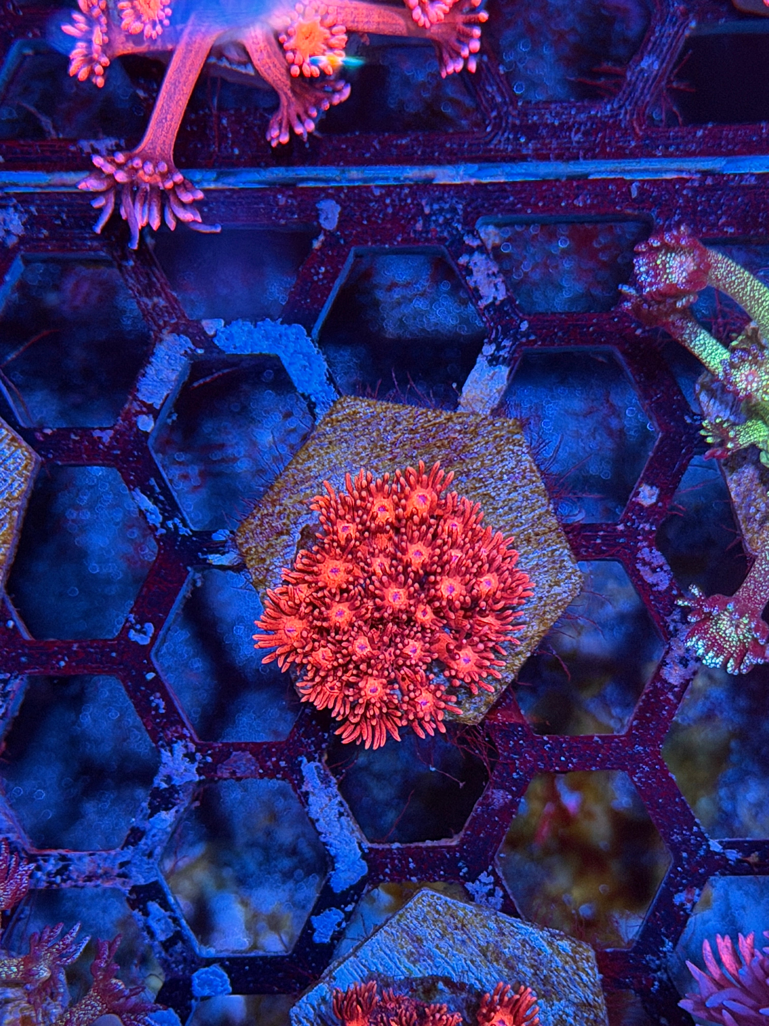 JEA Cherry Drop Goniopora Coral