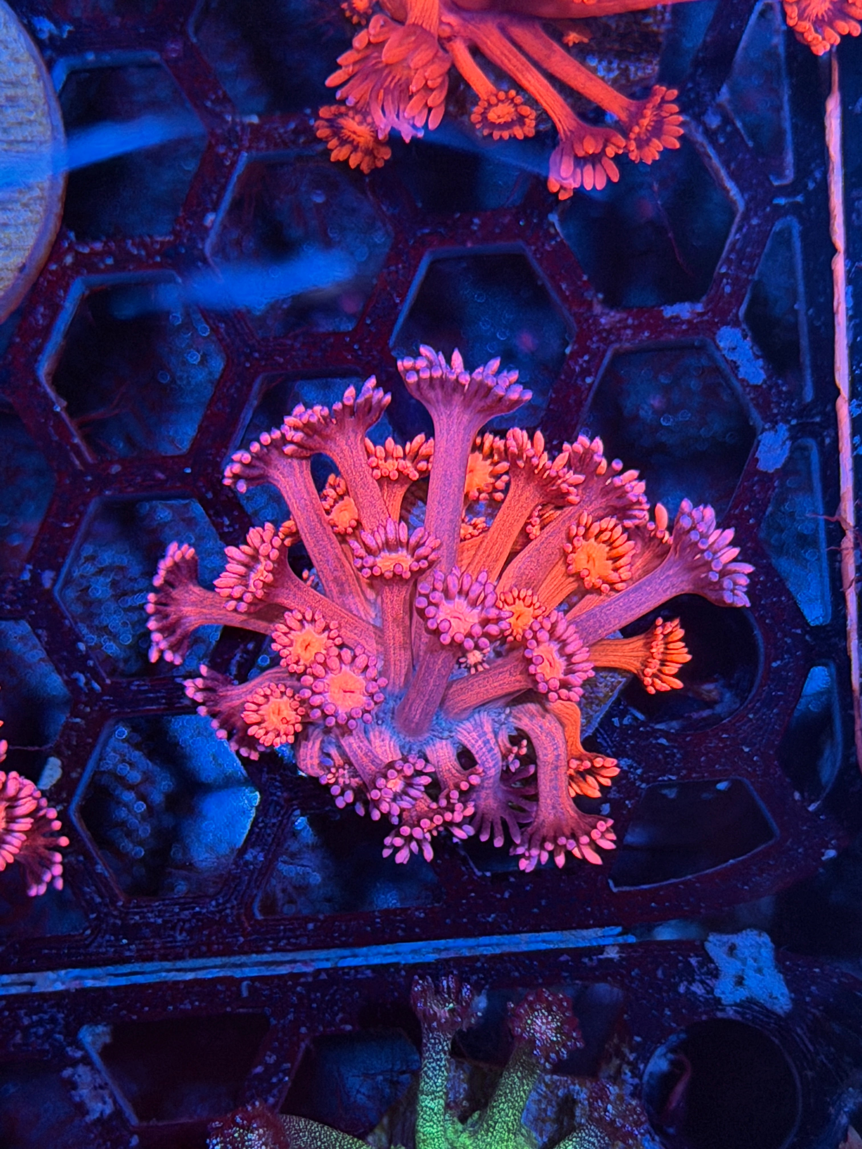 JEA Dynamite Goniopora Coral