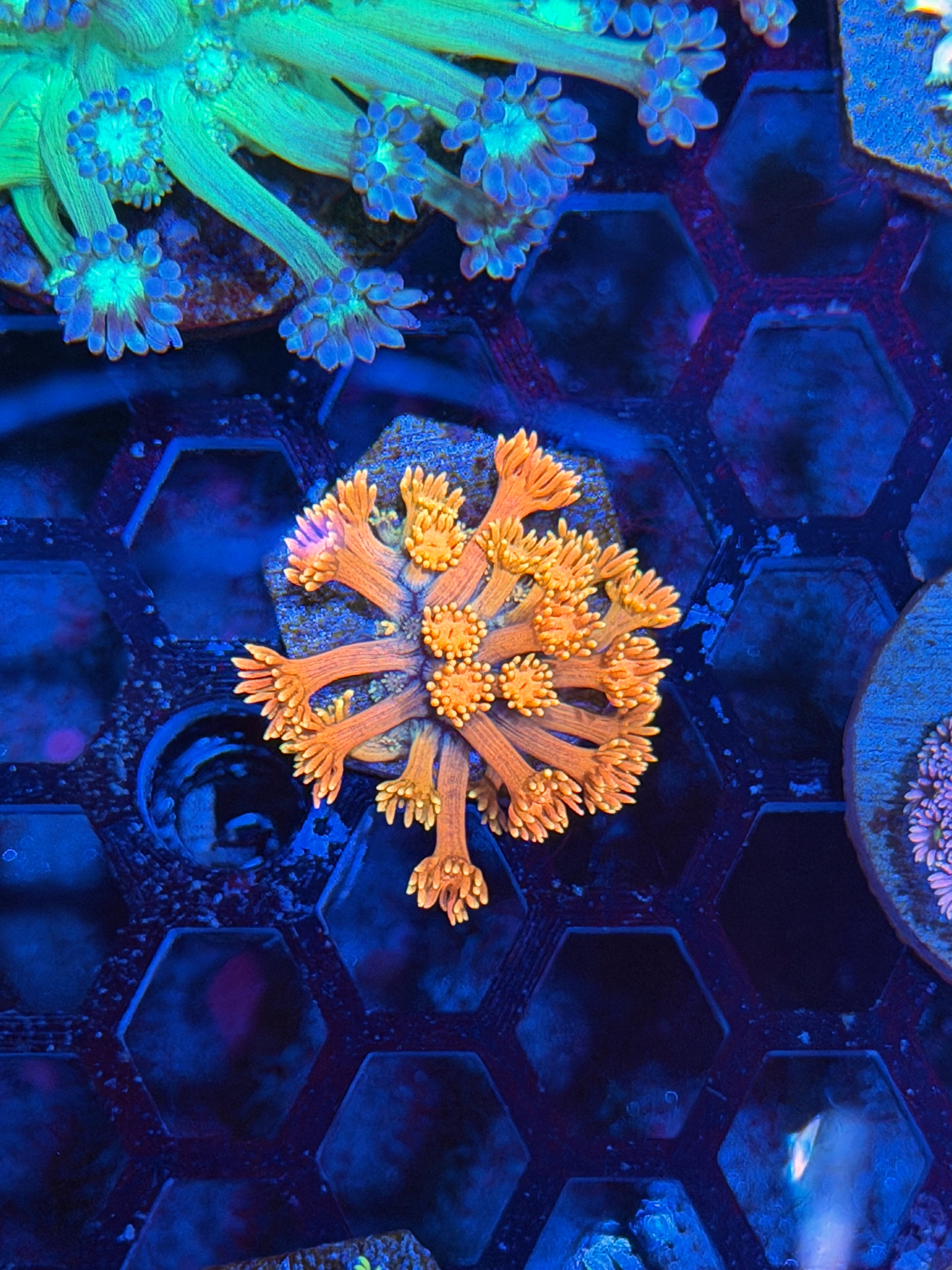 JEA Sugar Cookie Goniopora Coral