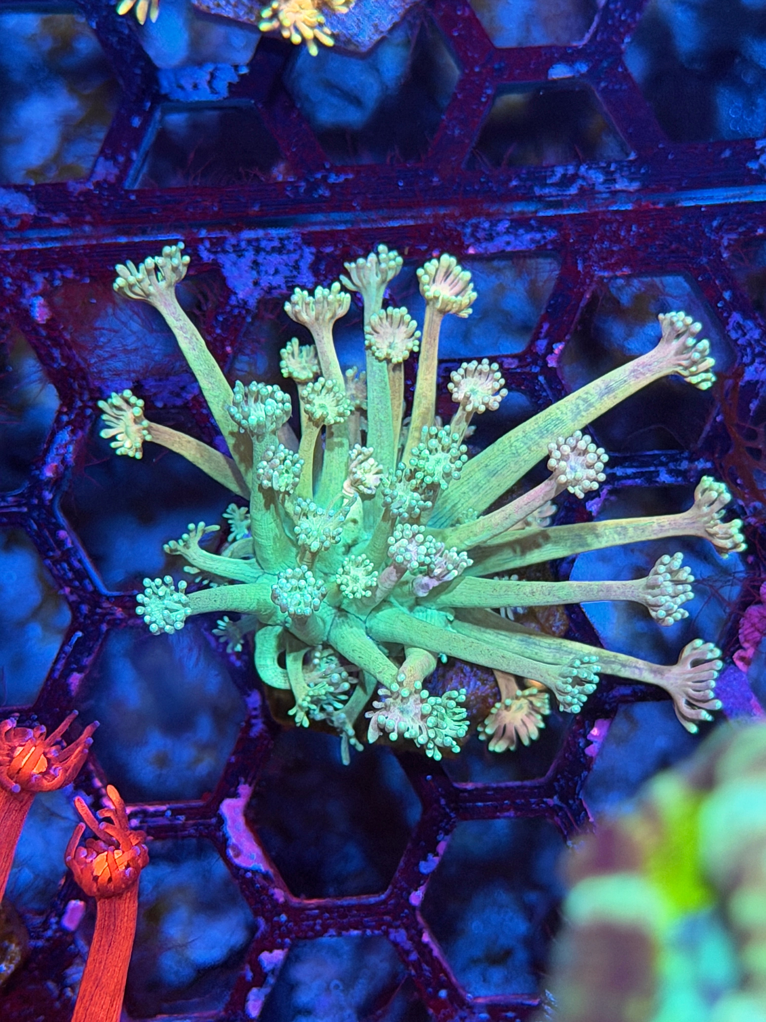 JEA Plasma Ballz Goniopora Coral