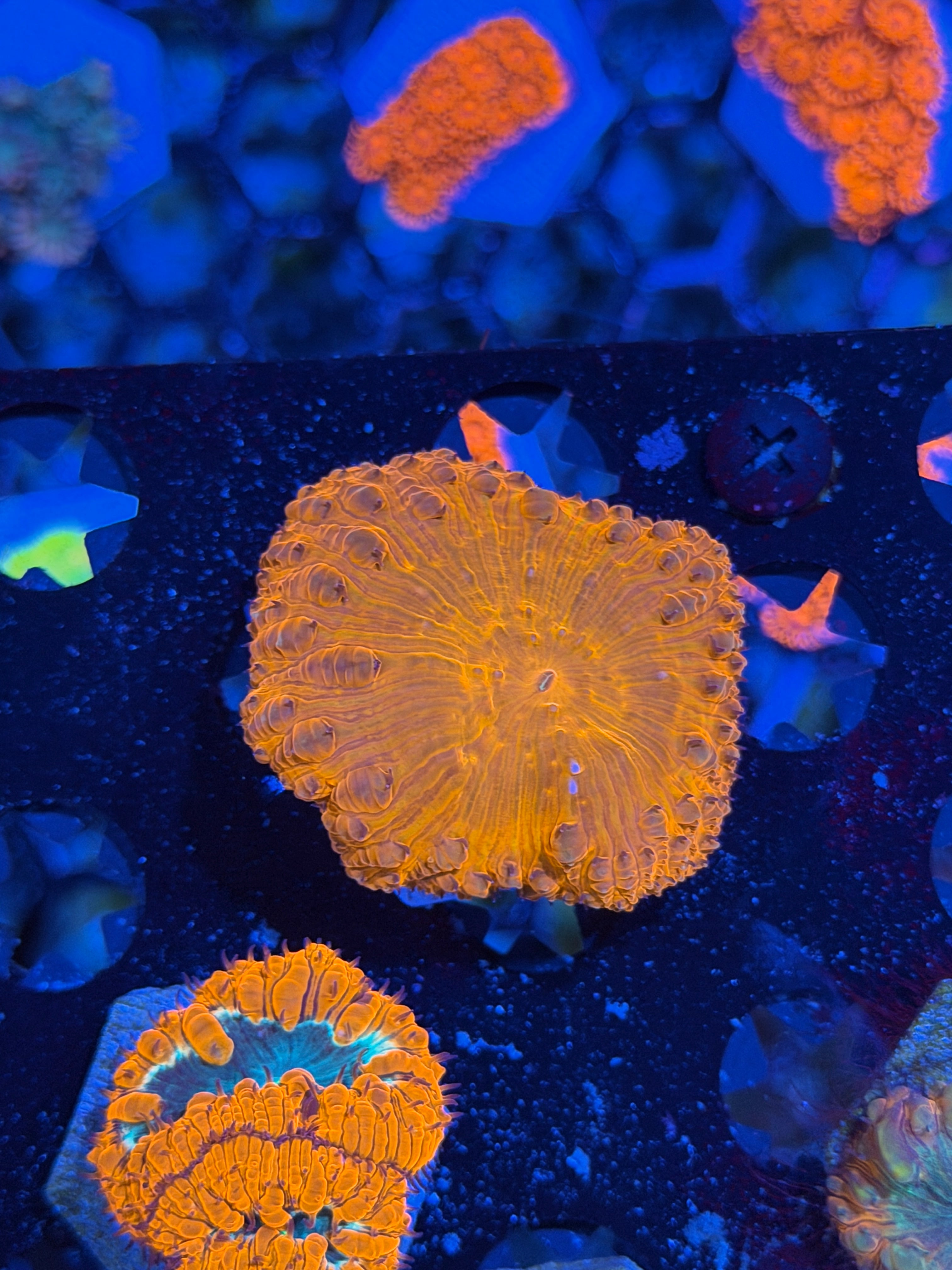 JEA Bloodshot Blastomussa Coral XXL Head