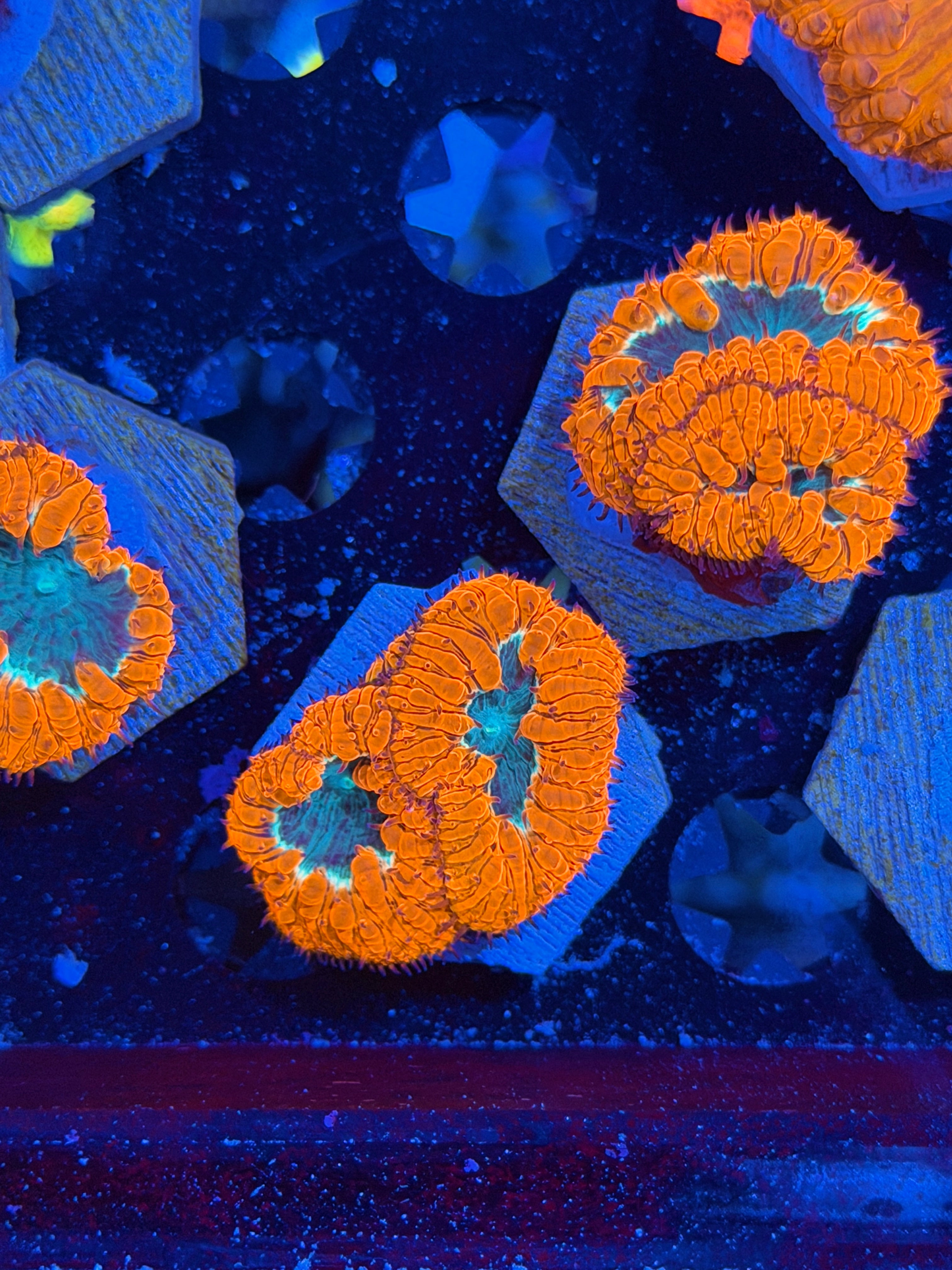 JEA Mortar Splash Blastomussa Coral 3 Heads
