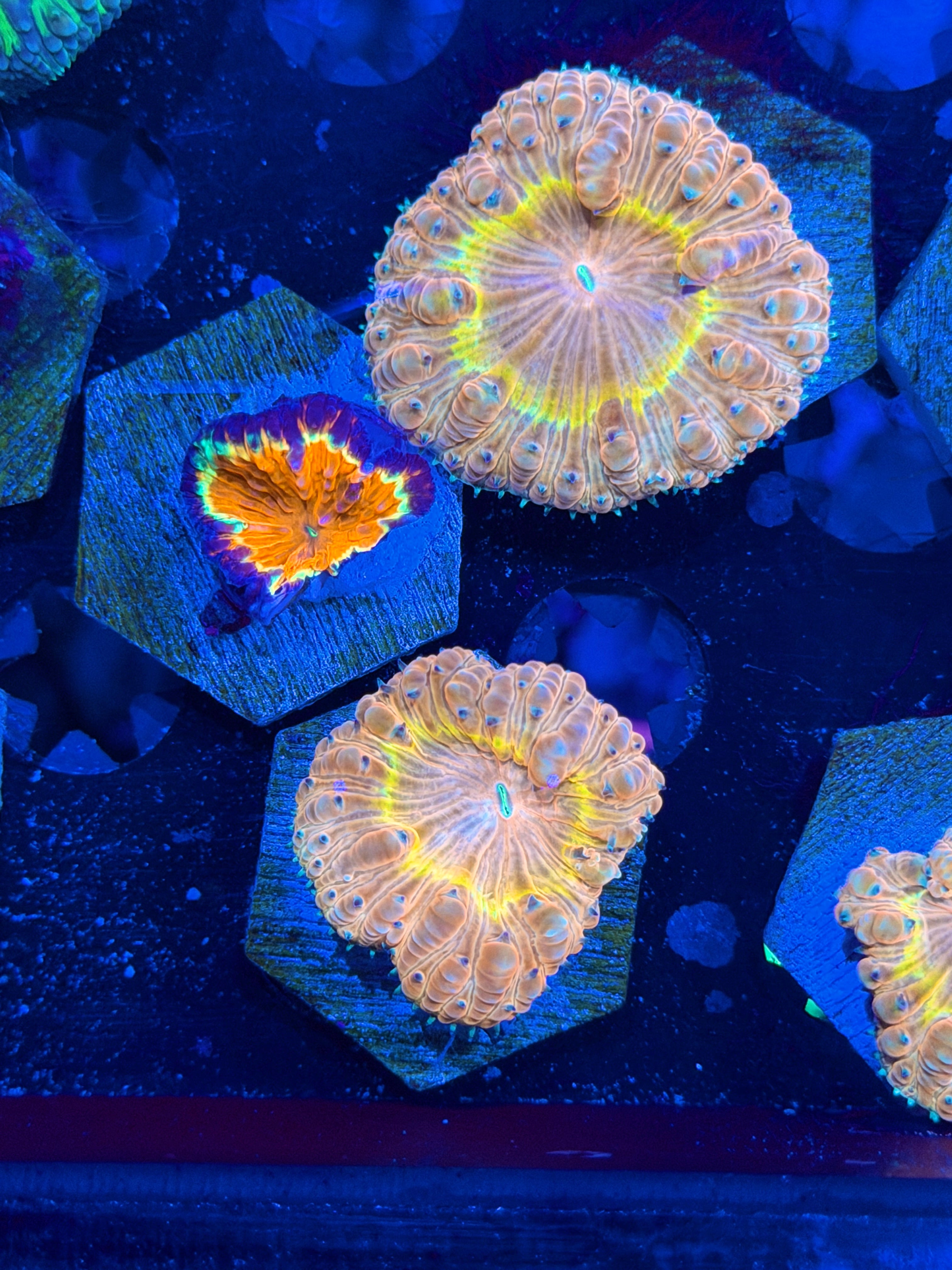 JEA Cyclops Blastomussa Coral 1 XL Head