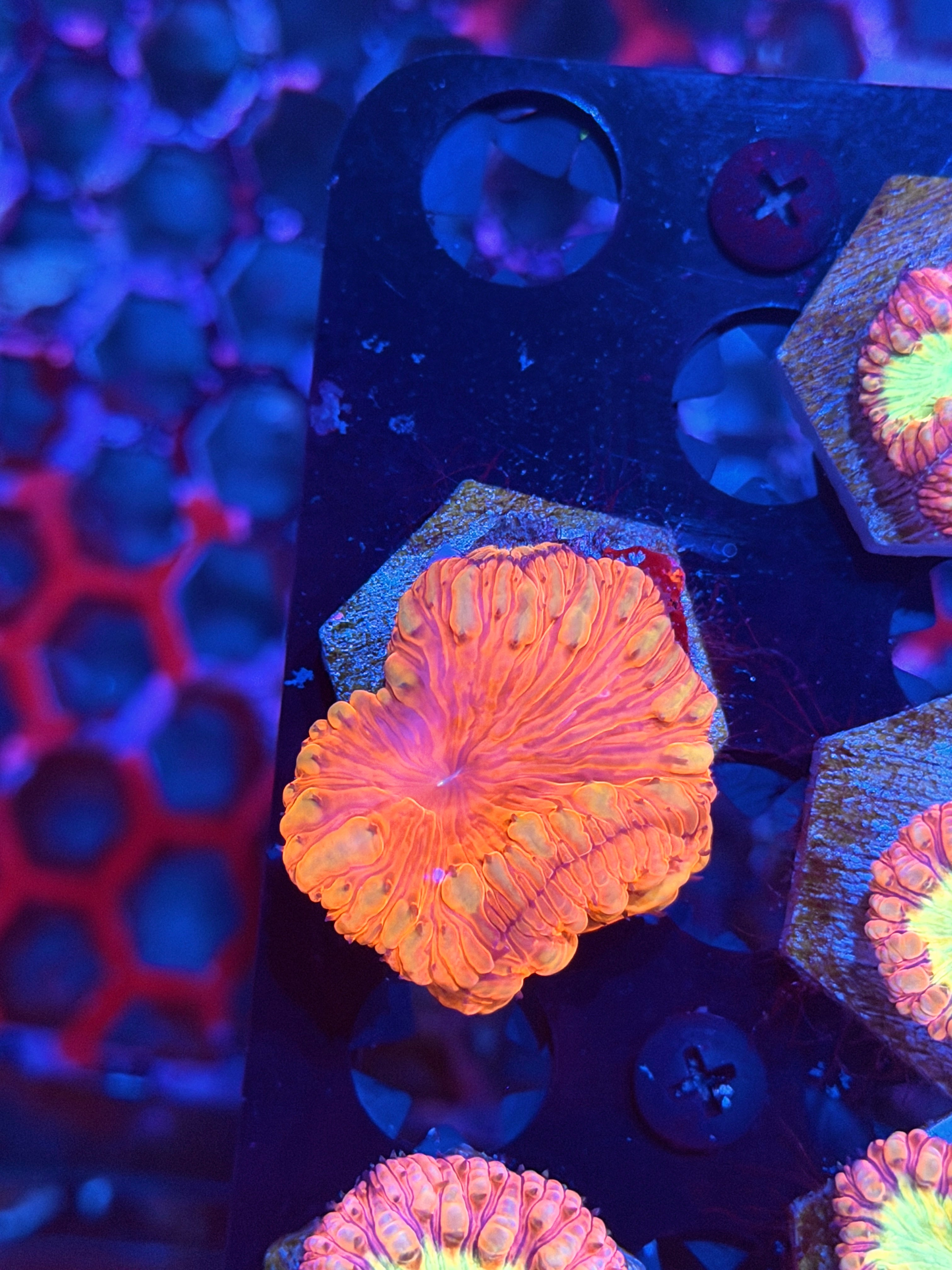 JEA Mind Control Blastomussa Coral 2 Heads XL