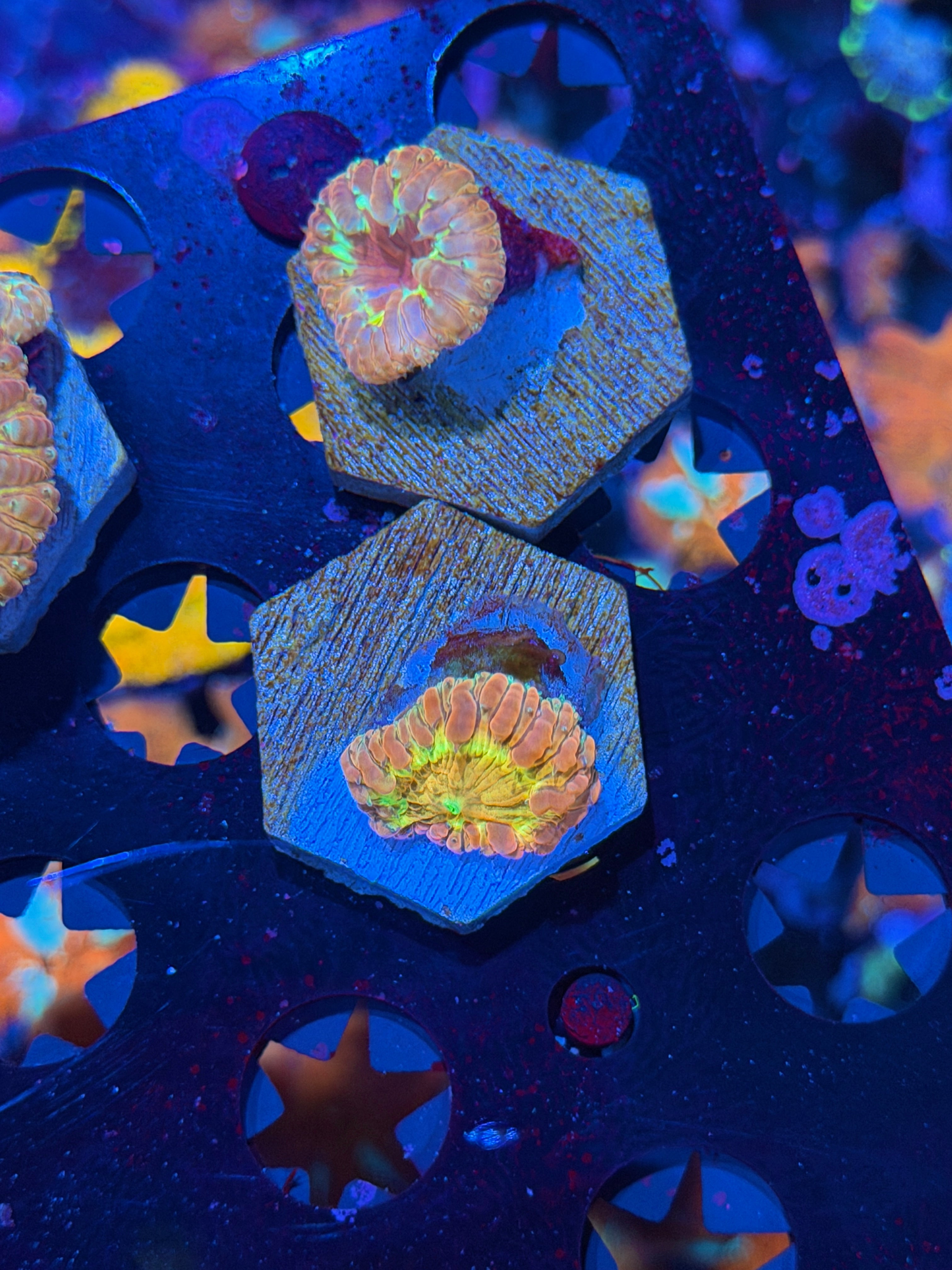 JEA Energy Ray Blastomussa Coral *One Frag Available*