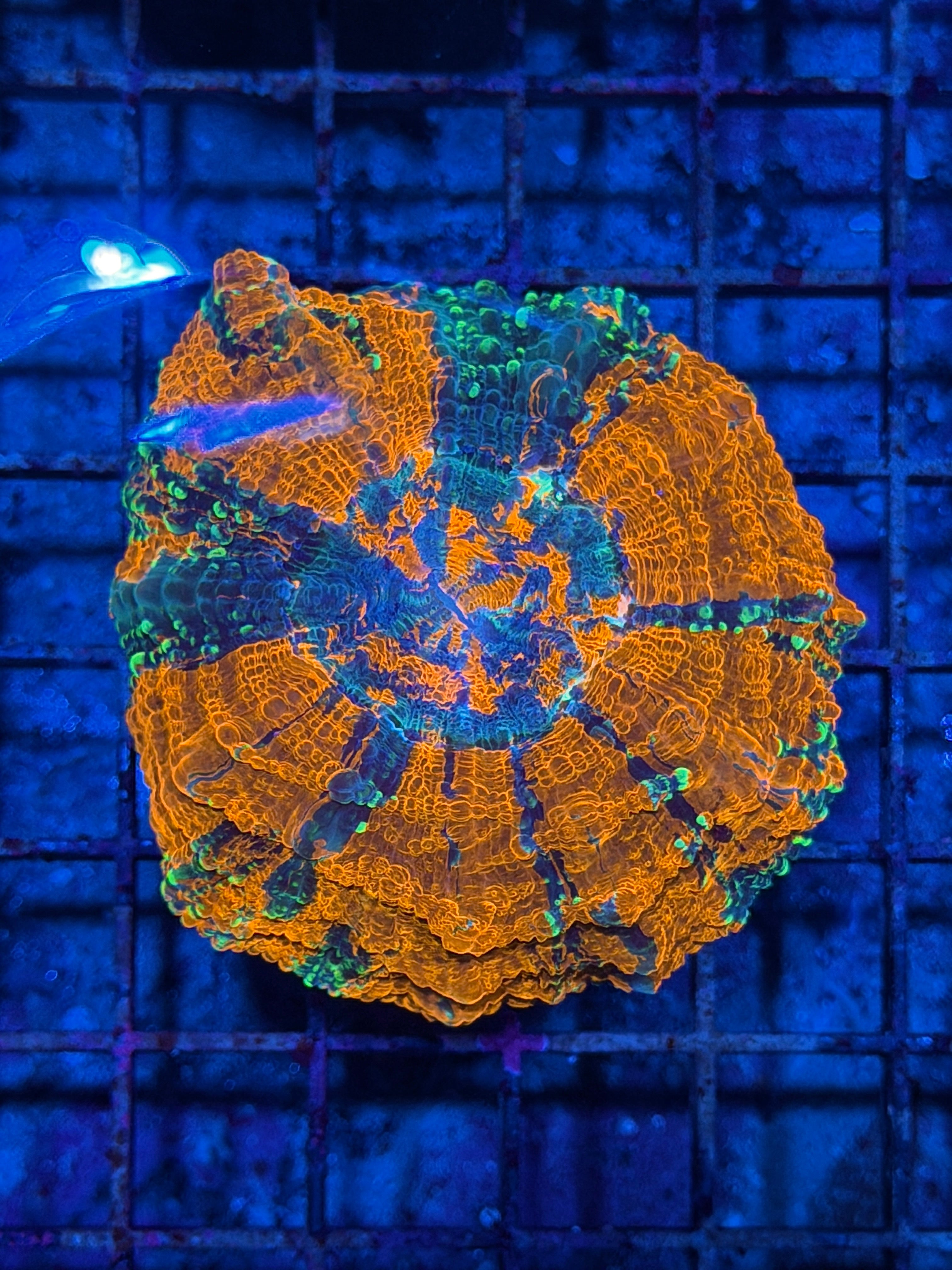 Multicolor Striped Acanthophyllia Meat Coral
