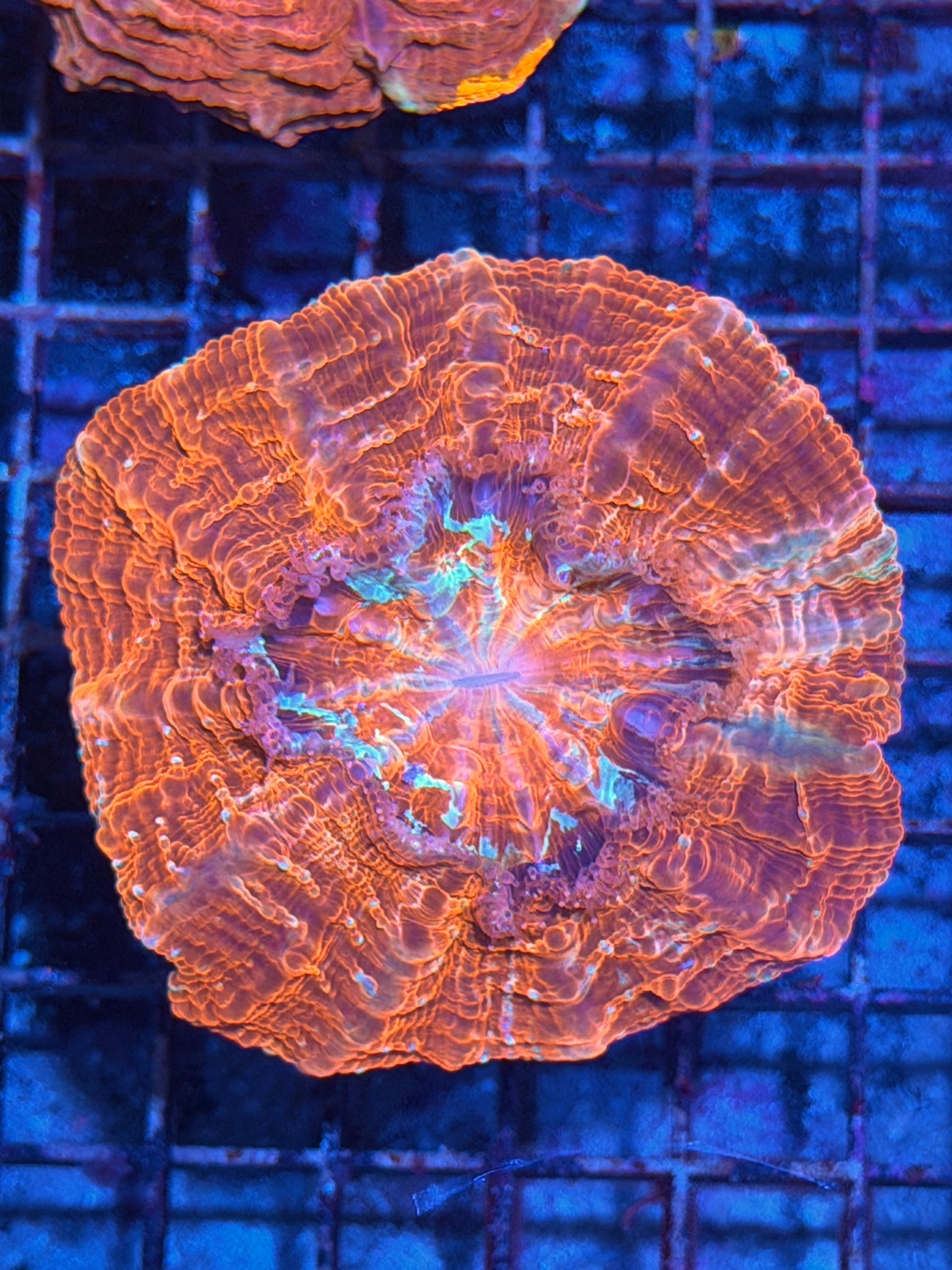Red Acanthophyllia Meat Coral
