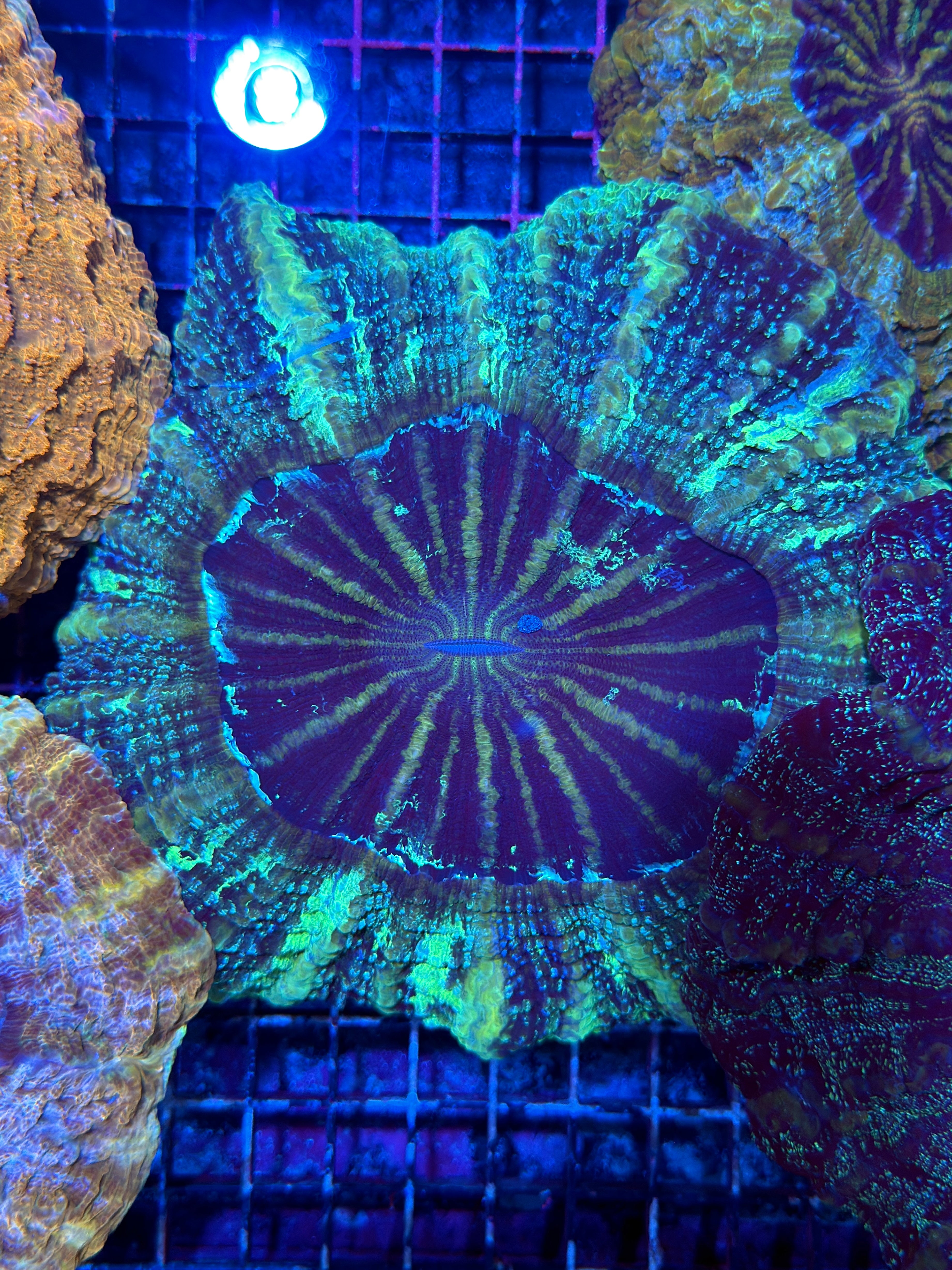 Galaxy Glitter Acanthophyllia Meat Coral XL
