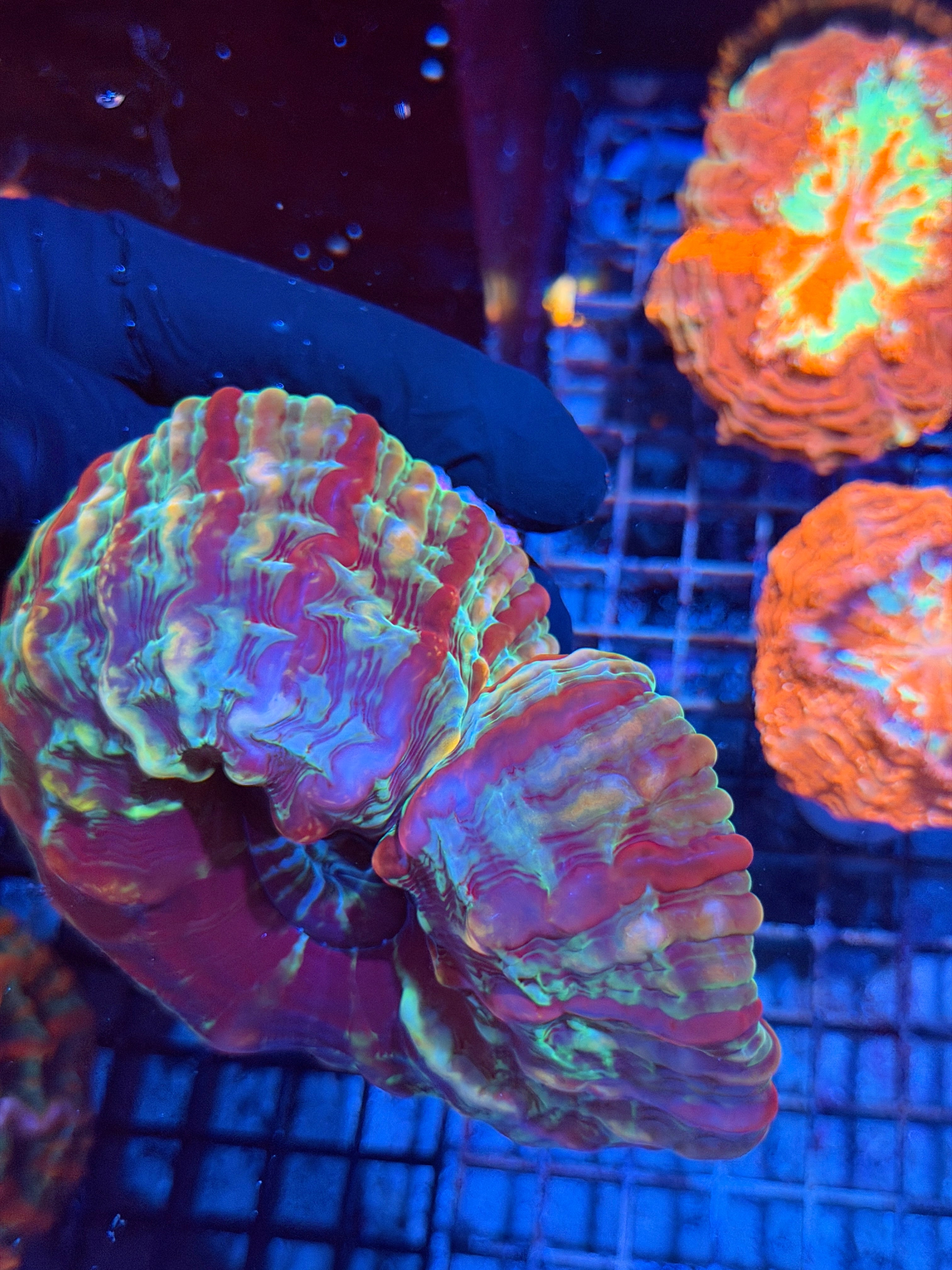 Multicolor Striped Indophyllia Meat Coral XXL