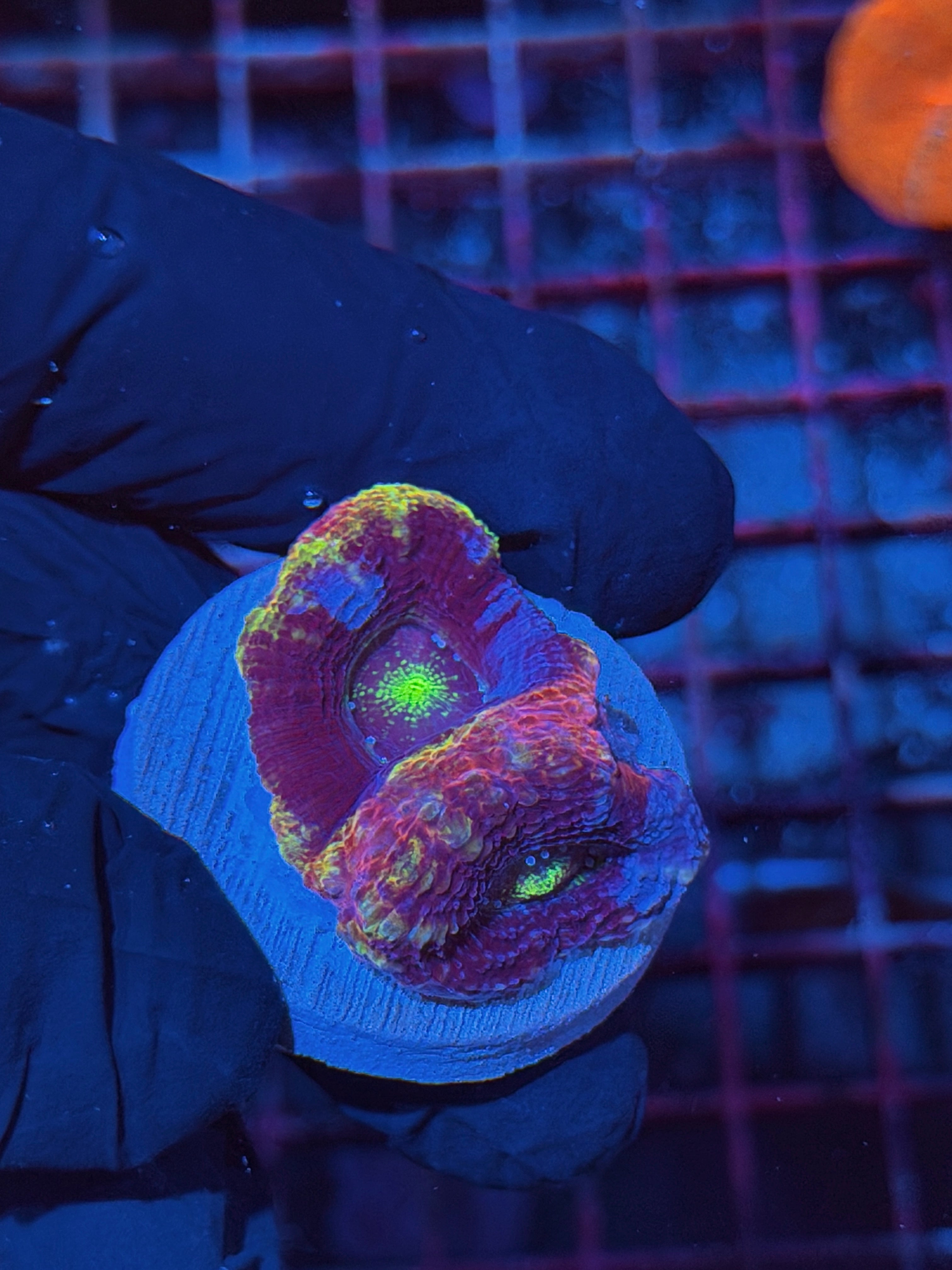 JEA Master Rainbow Acan Bowerbanki Coral 2 Heads *NEW RELEASE*