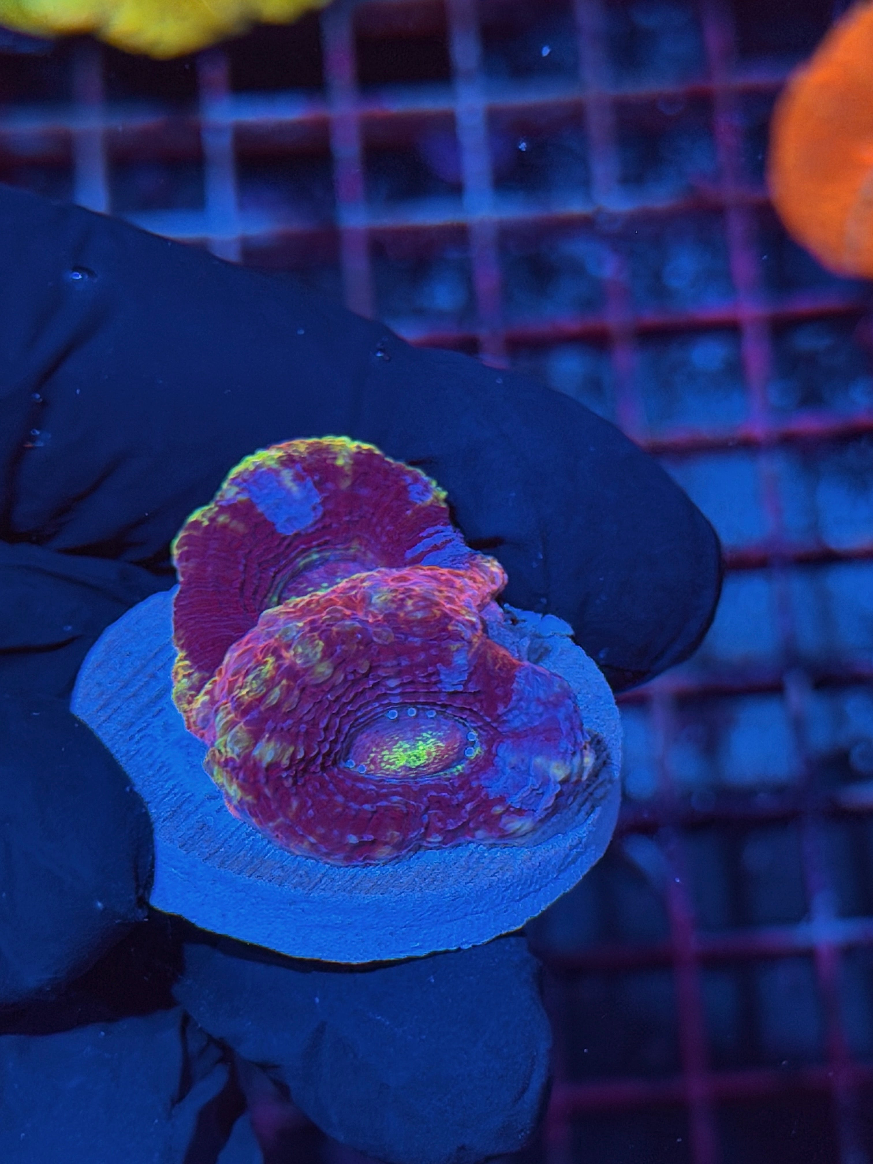 JEA Master Rainbow Acan Bowerbanki Coral 2 Heads *NEW RELEASE*
