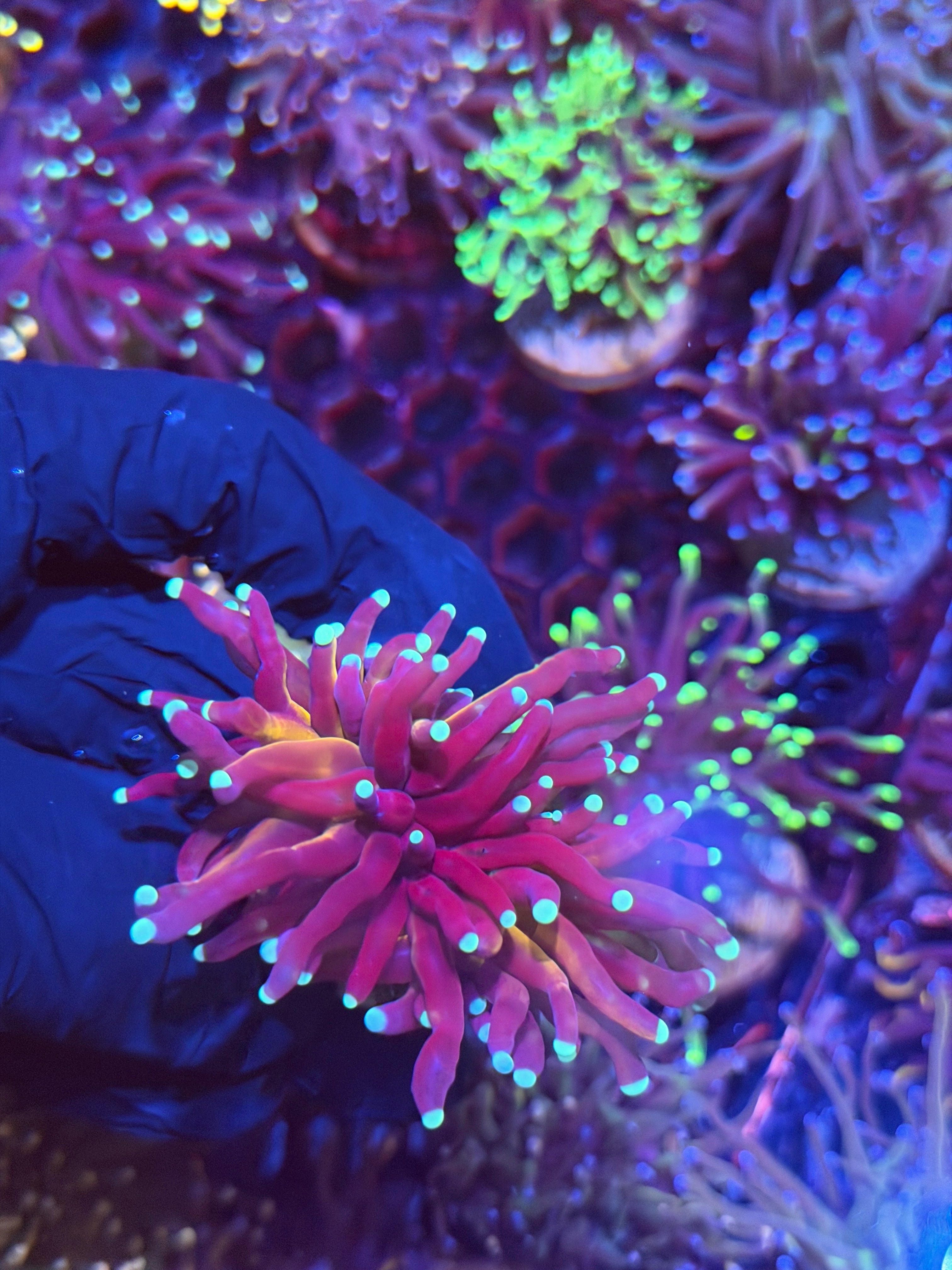 JEA Tiger 2.0 Torch Coral 2 Heads Blue Tips