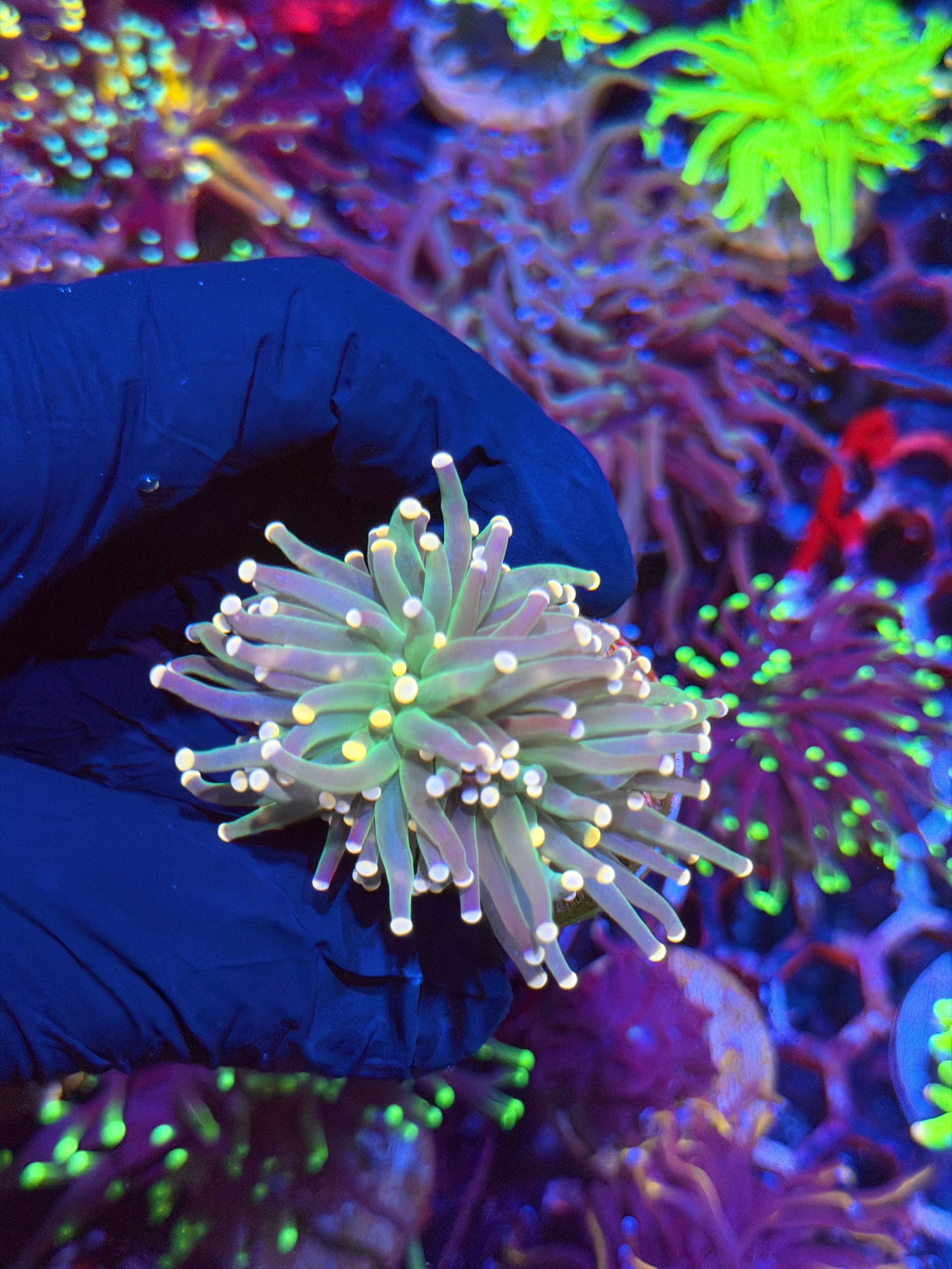 JEA Confetti Torch Coral 2 Heads Splitting