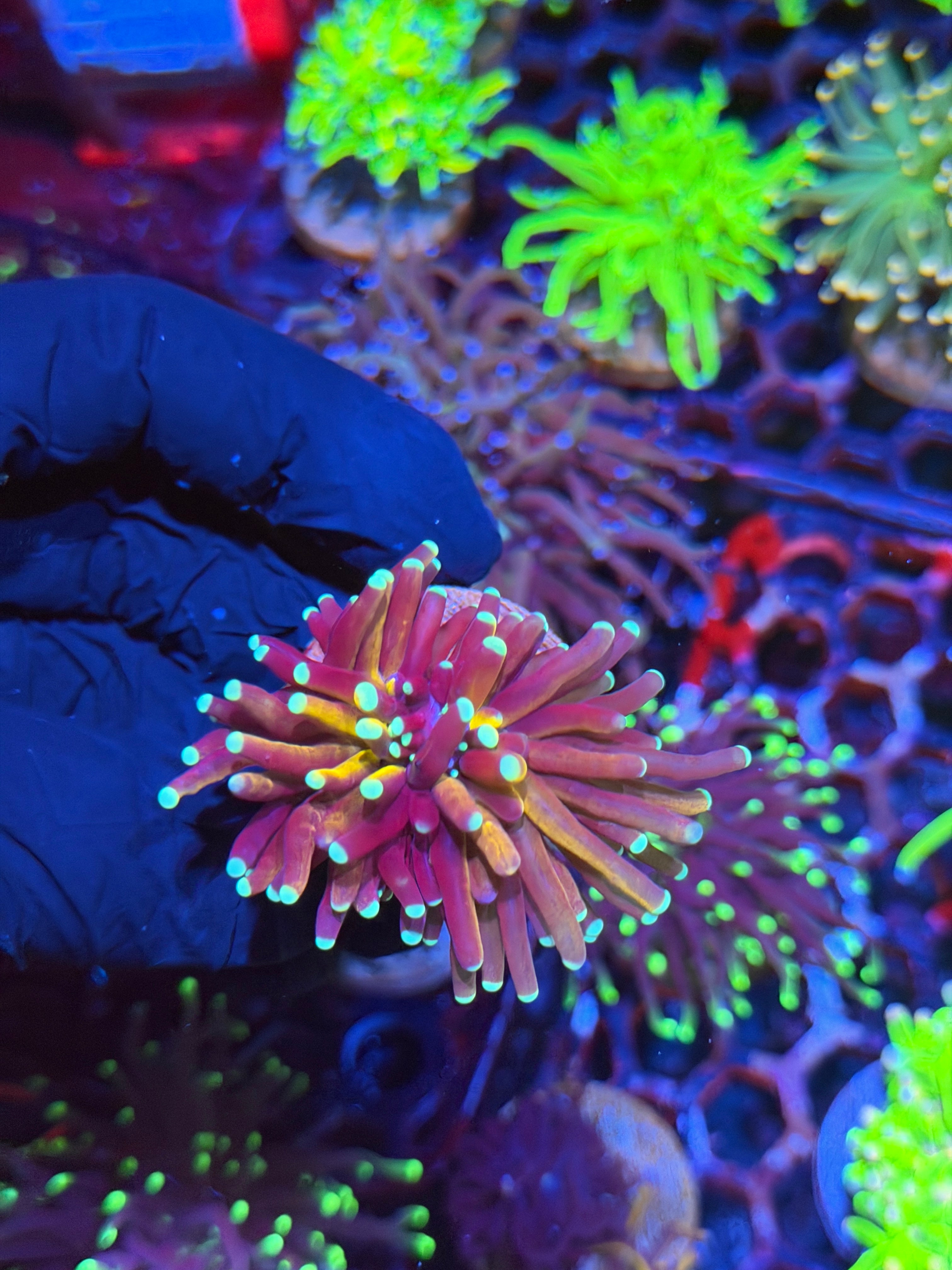 JEA Tiger 2.0 Torch Coral 1 XXL Head Splitting