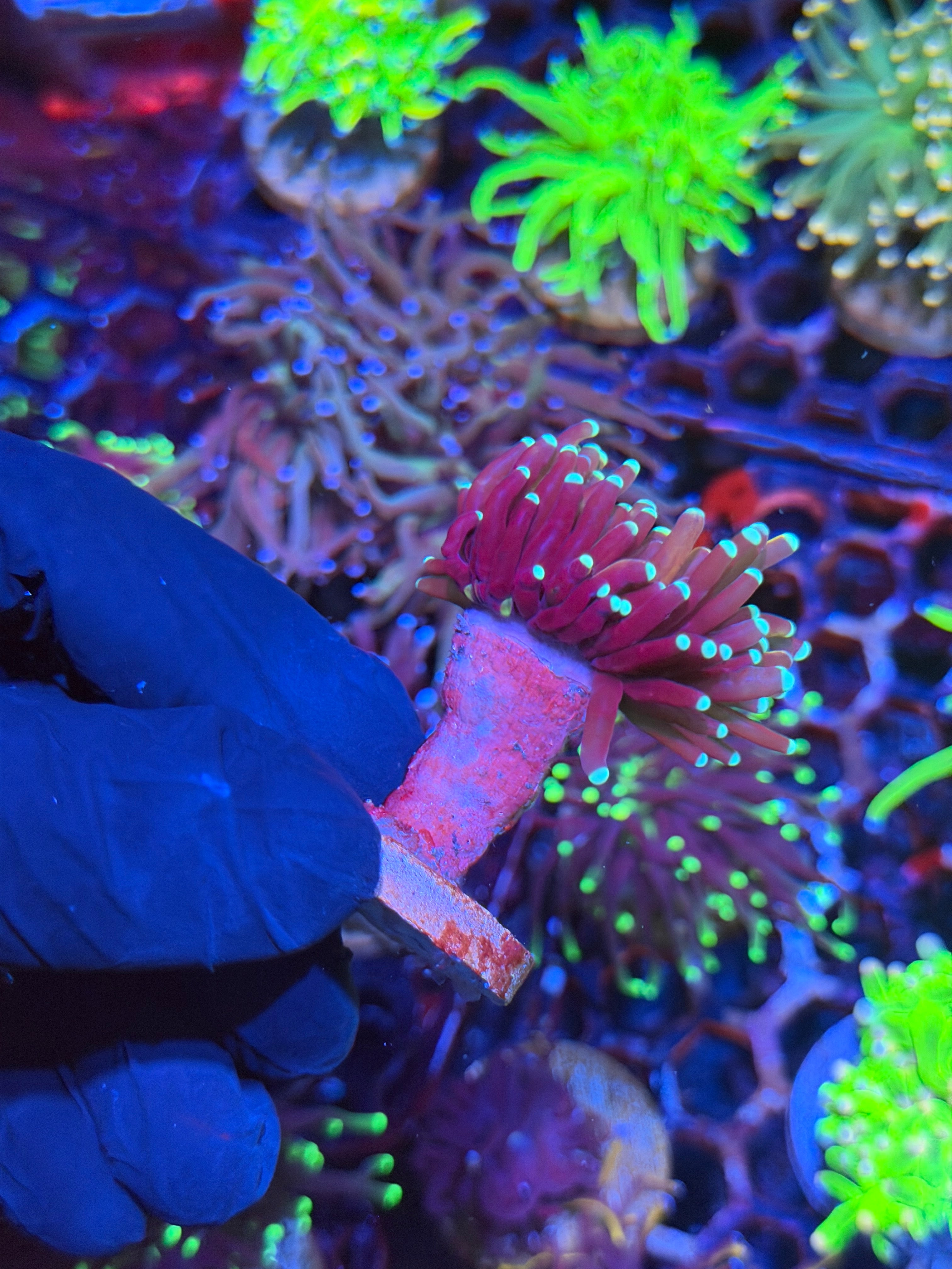 JEA Tiger 2.0 Torch Coral 1 XXL Head Splitting