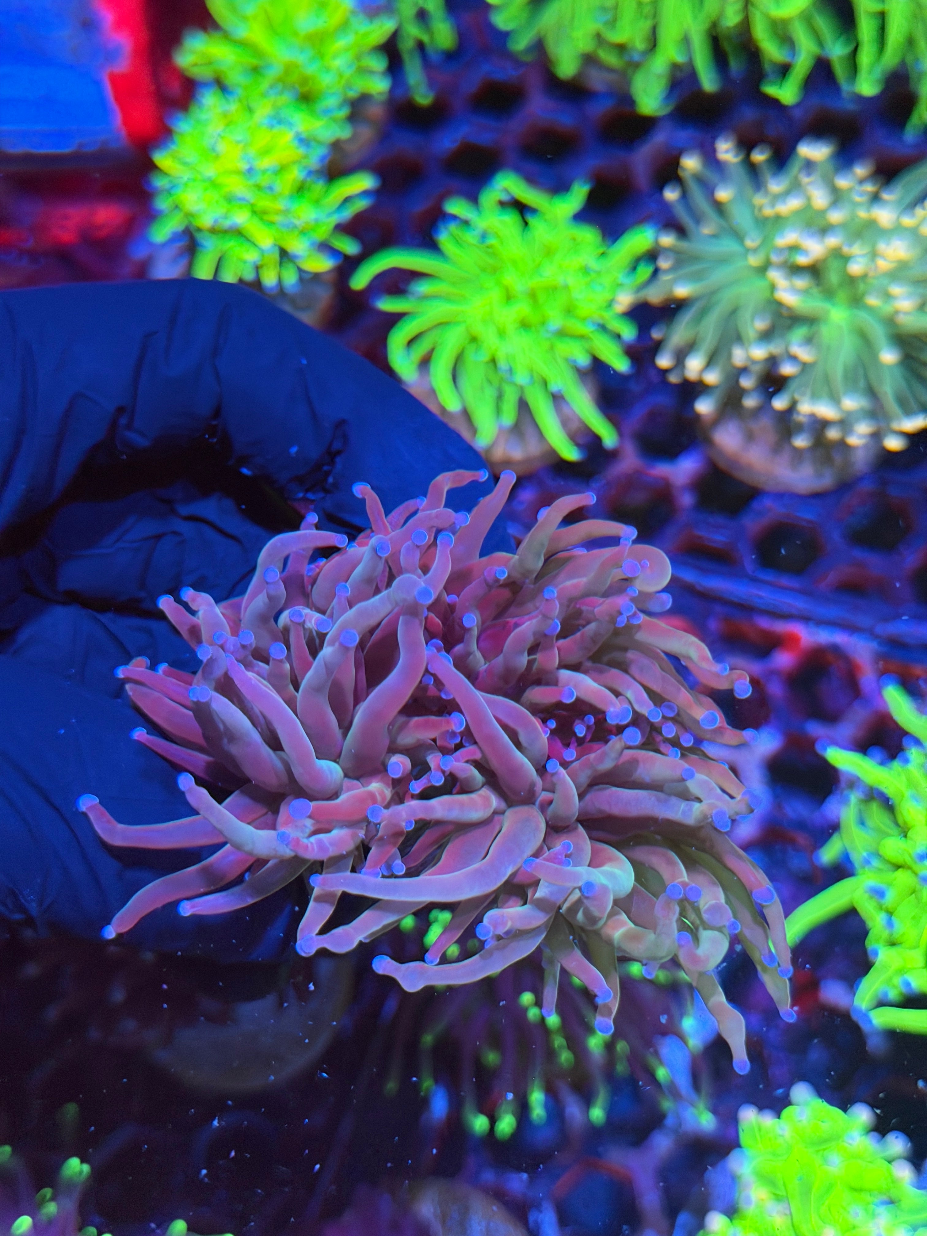 JEA Bluelight Torch Coral 3 Heads XL