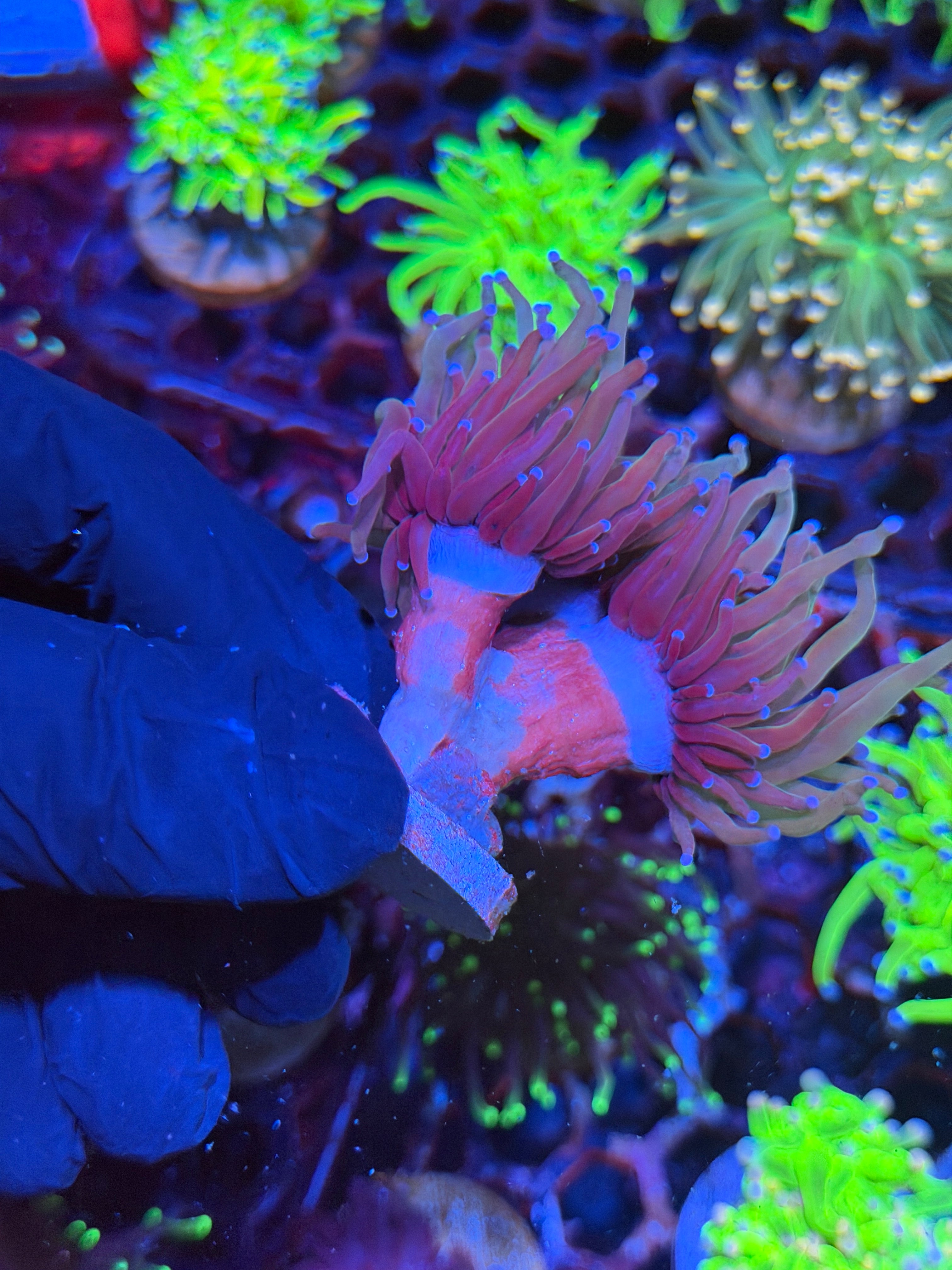 JEA Bluelight Torch Coral 3 Heads XL