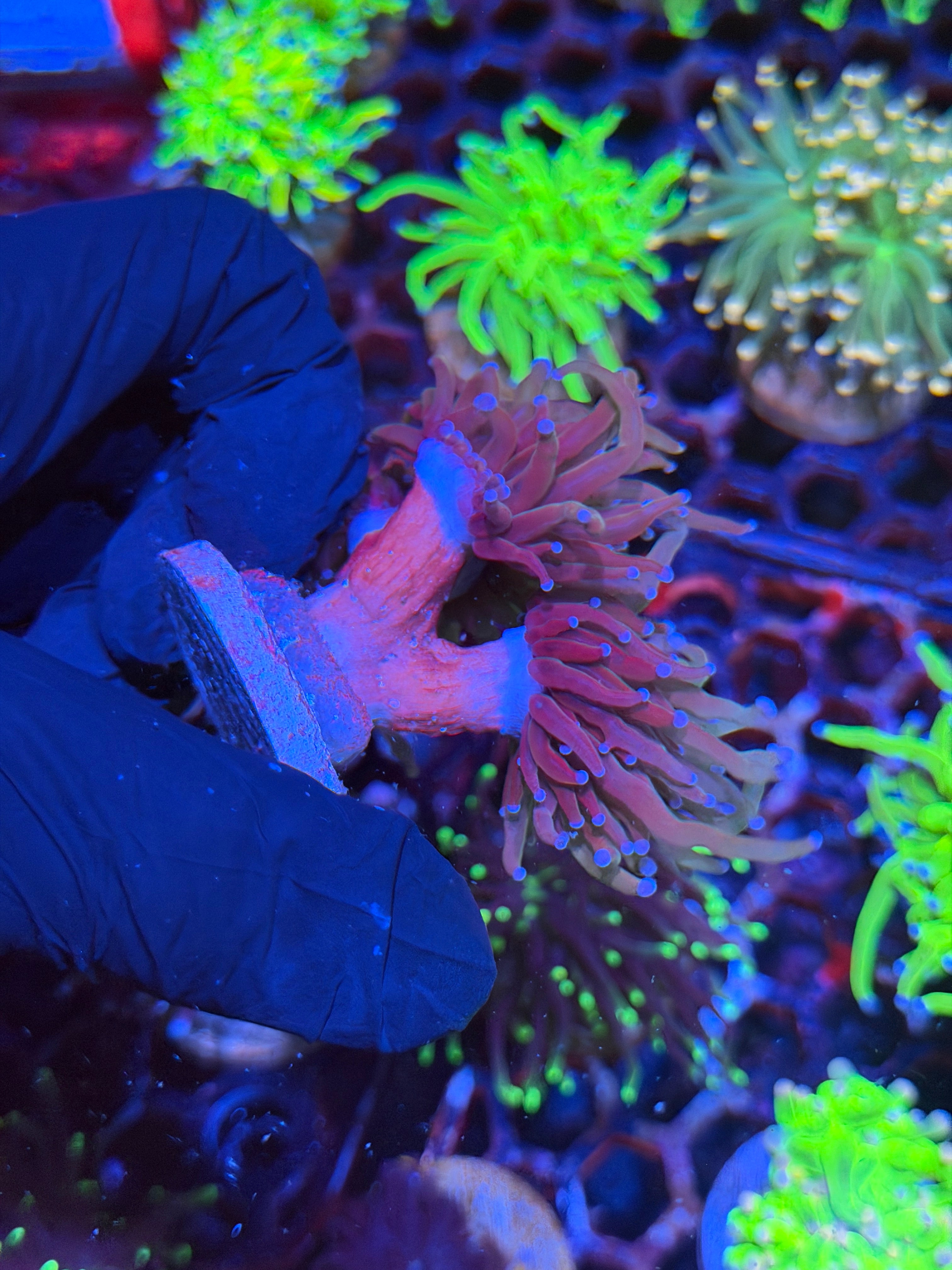 JEA Bluelight Torch Coral 3 Heads XL
