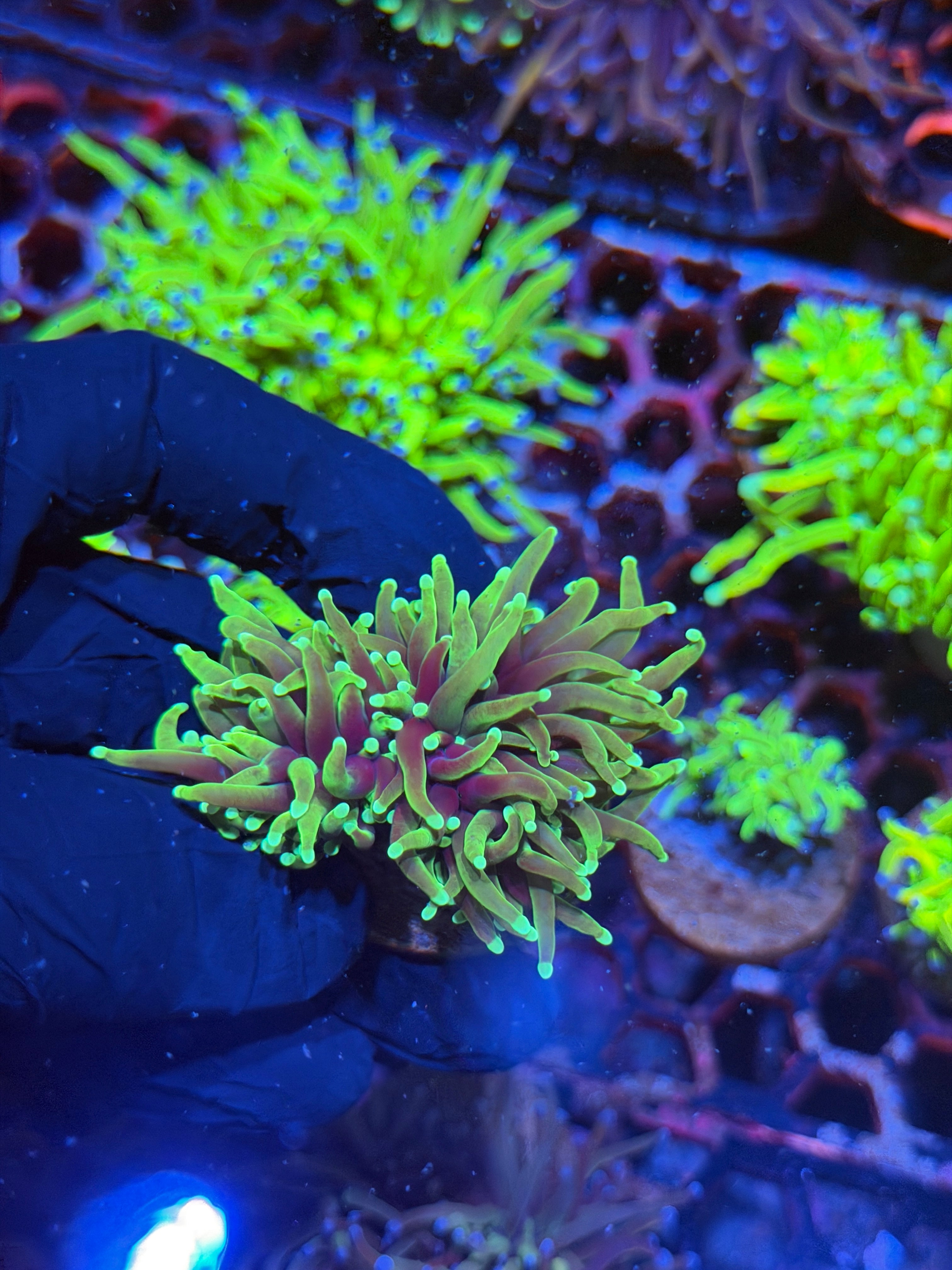 JEA Dragon Soul Torch Coral 2 Heads