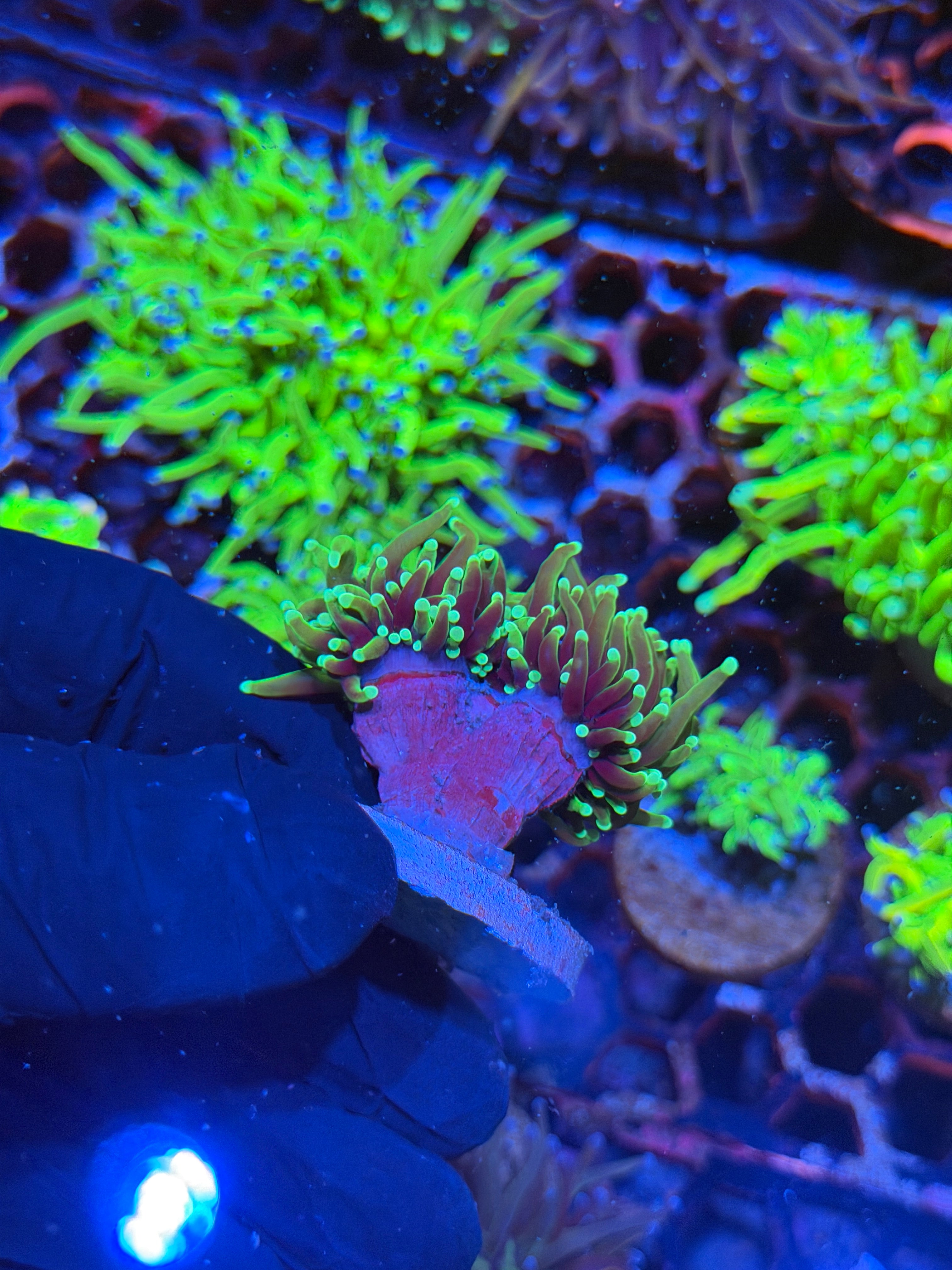 JEA Dragon Soul Torch Coral 2 Heads