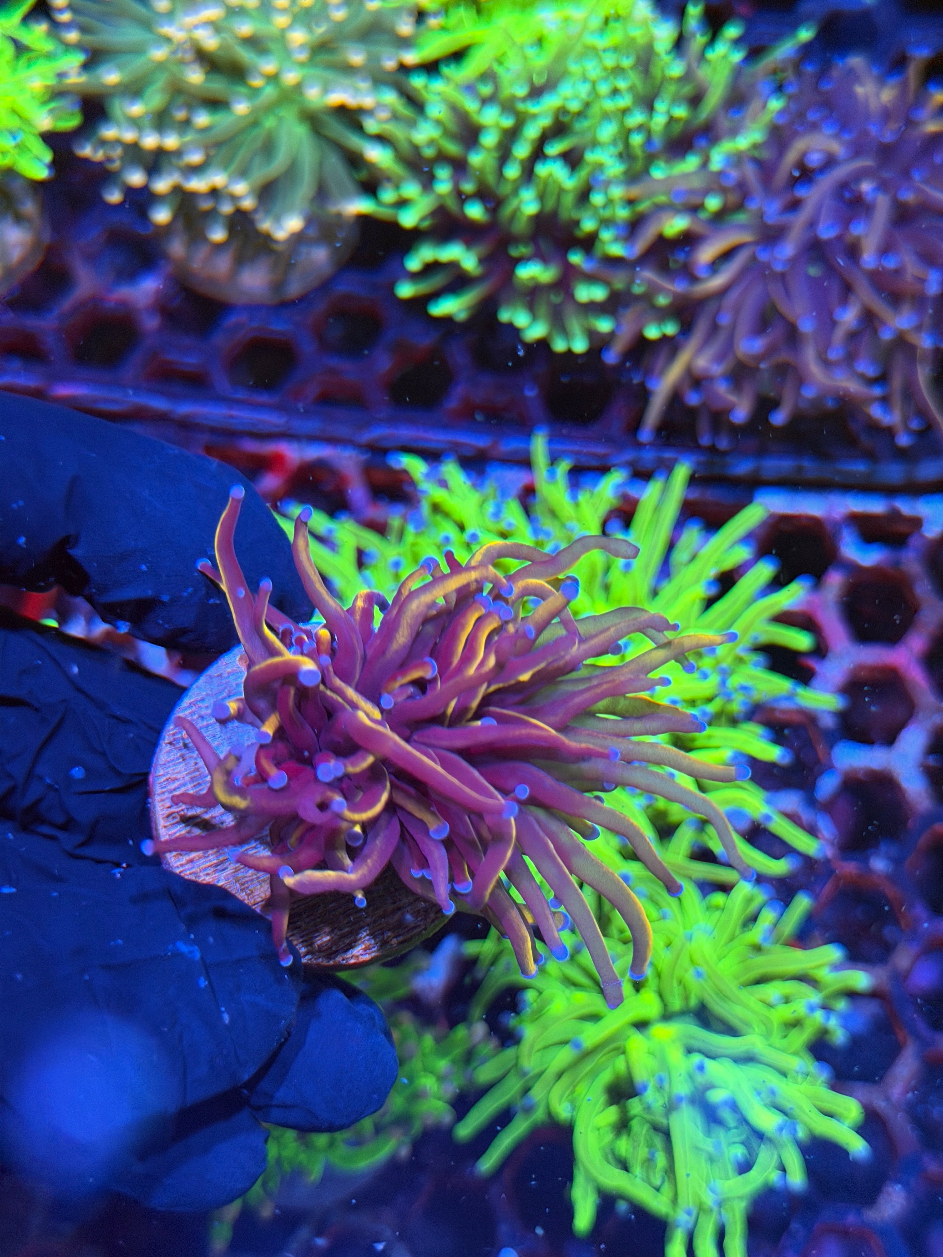 JEA Orange Peel Torch Coral 1 Head Splitting