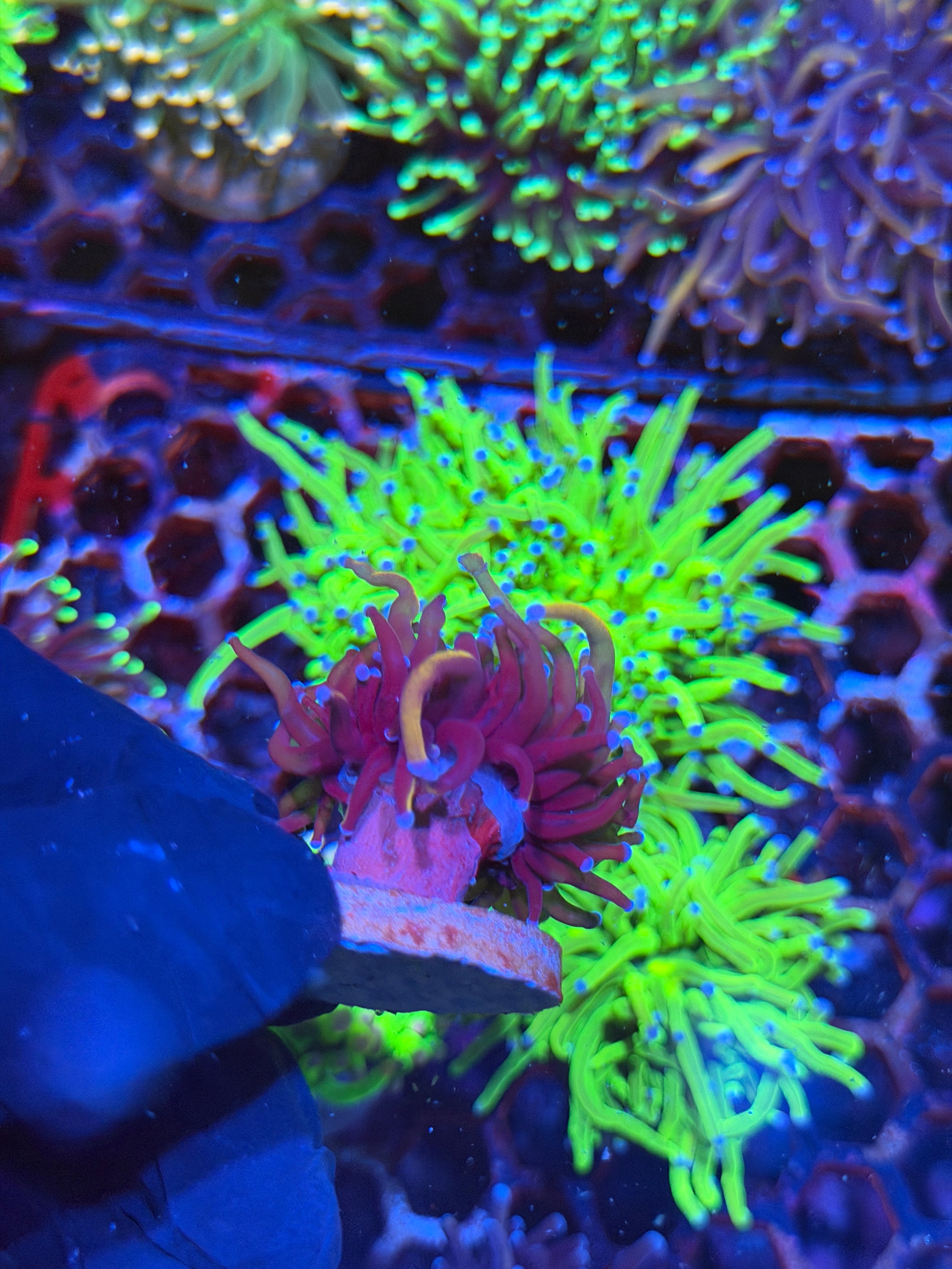 JEA Orange Peel Torch Coral 1 Head Splitting