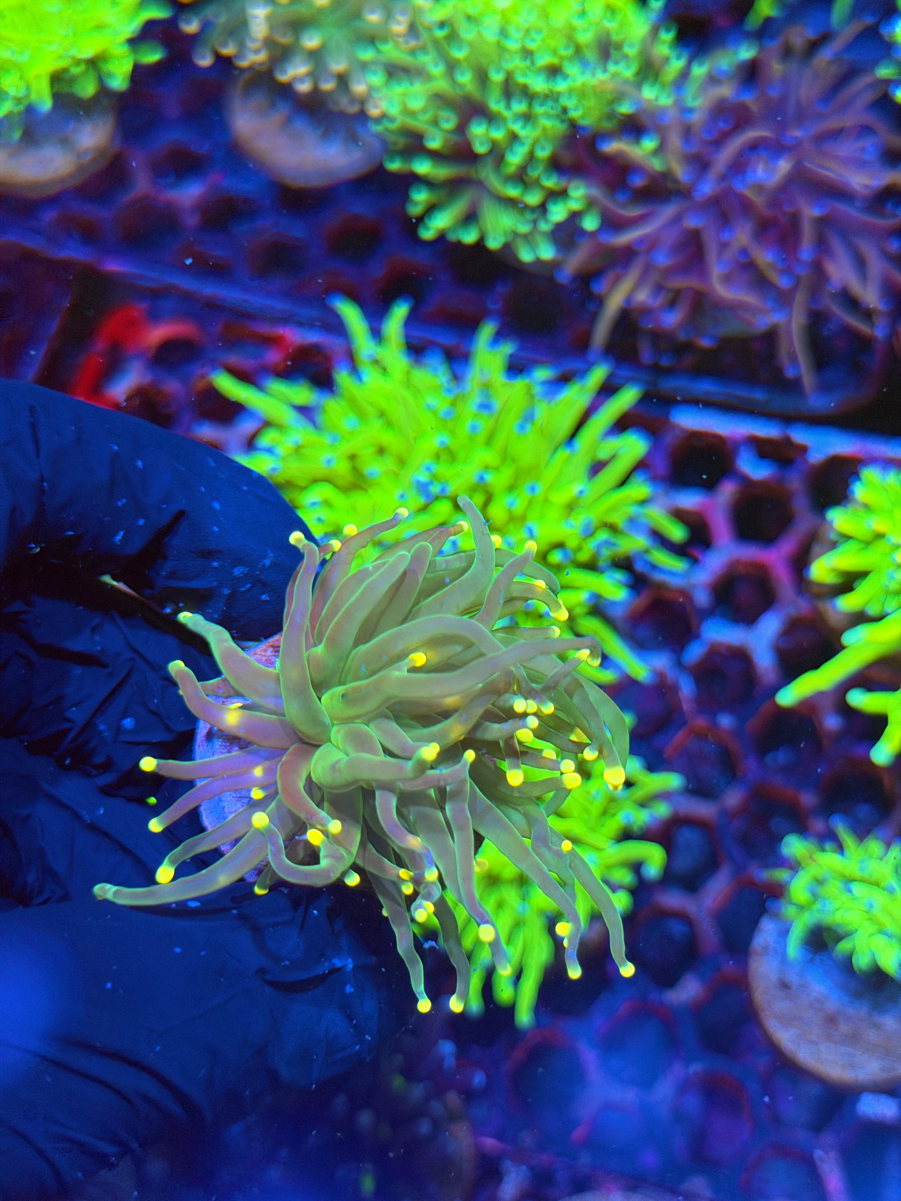JEA Lemon Drop Torch Coral 1 Head XL