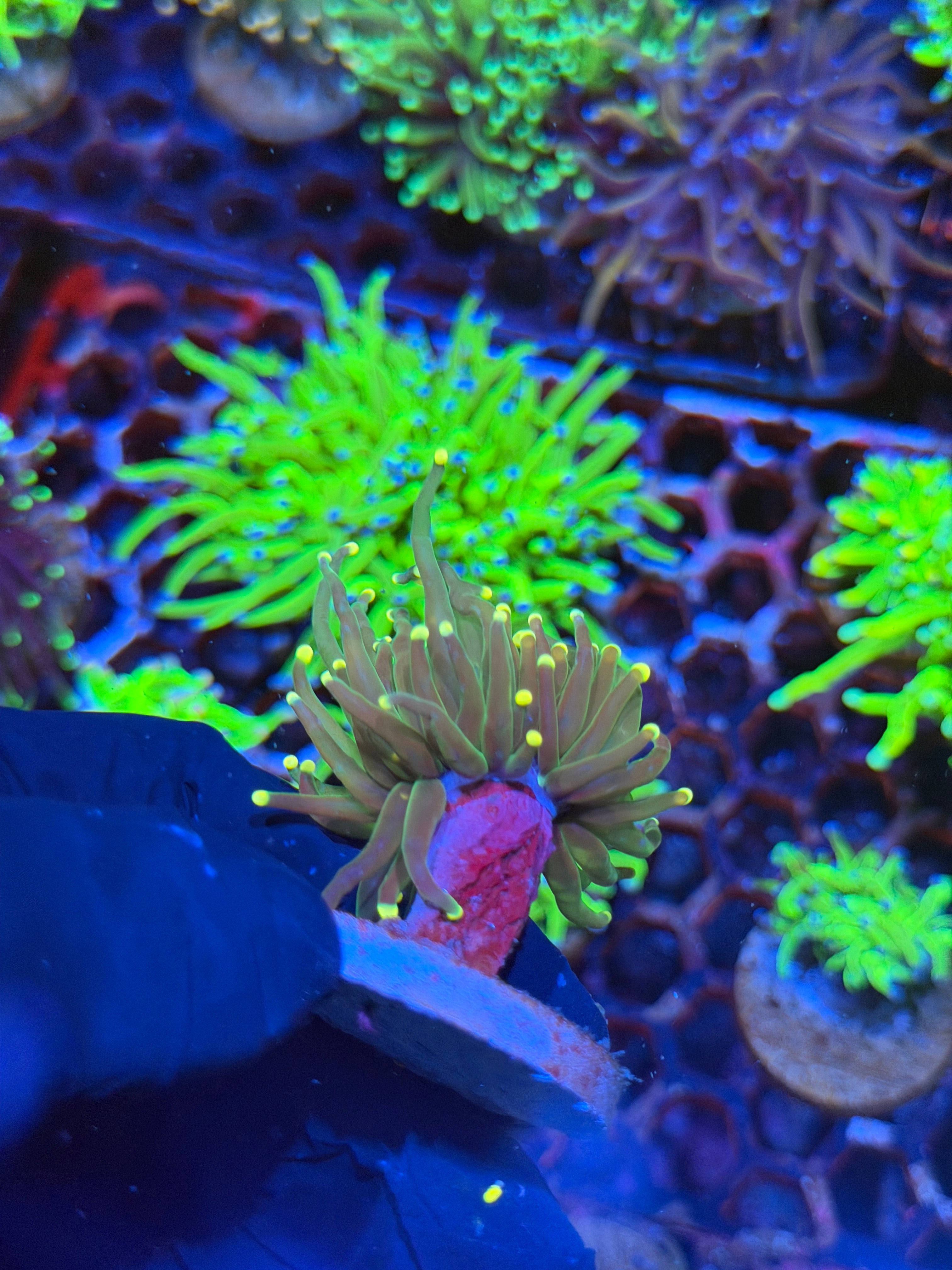 JEA Lemon Drop Torch Coral 1 Head XL