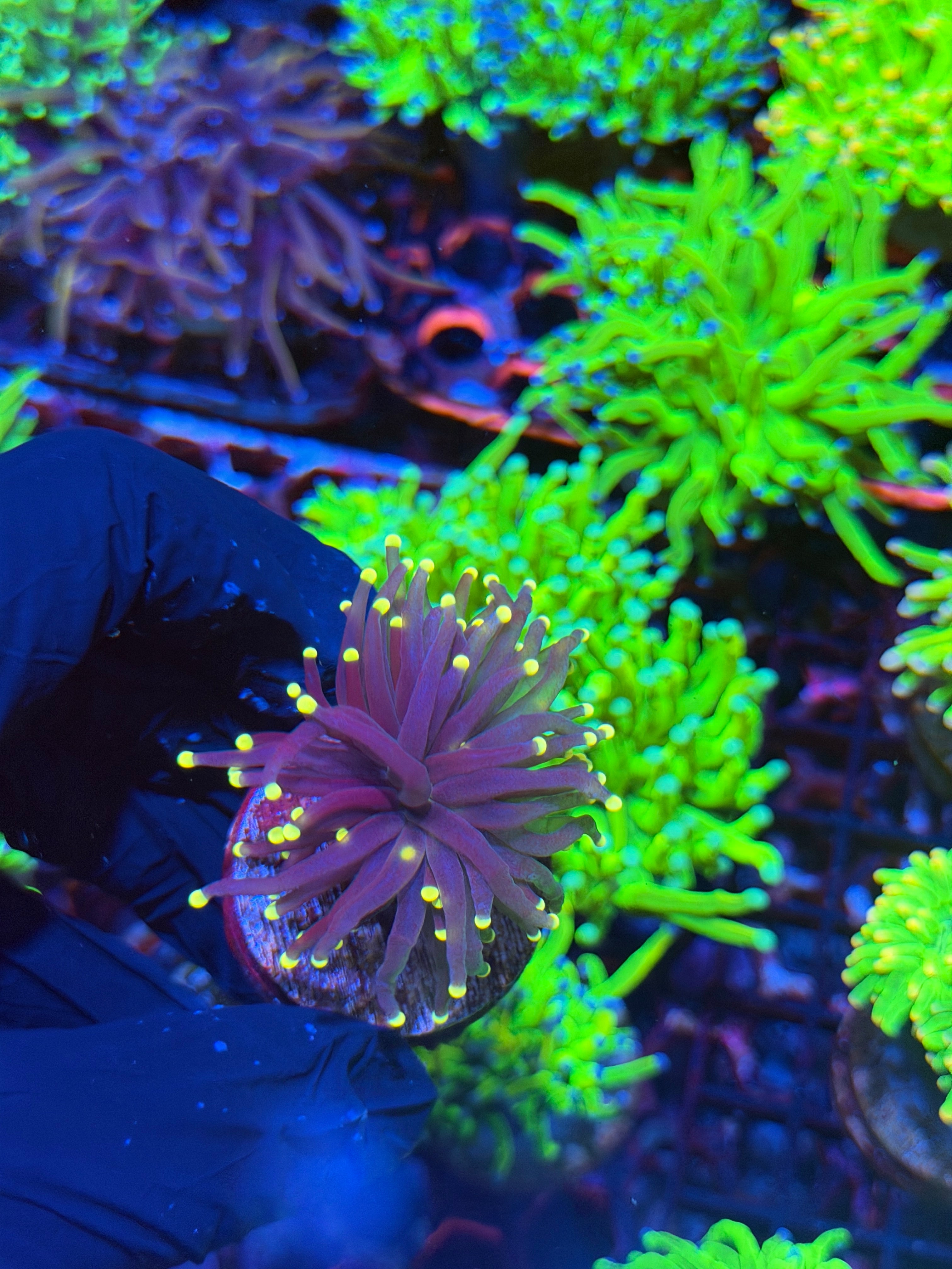 JEA Joker Torch Coral 1 Head XL