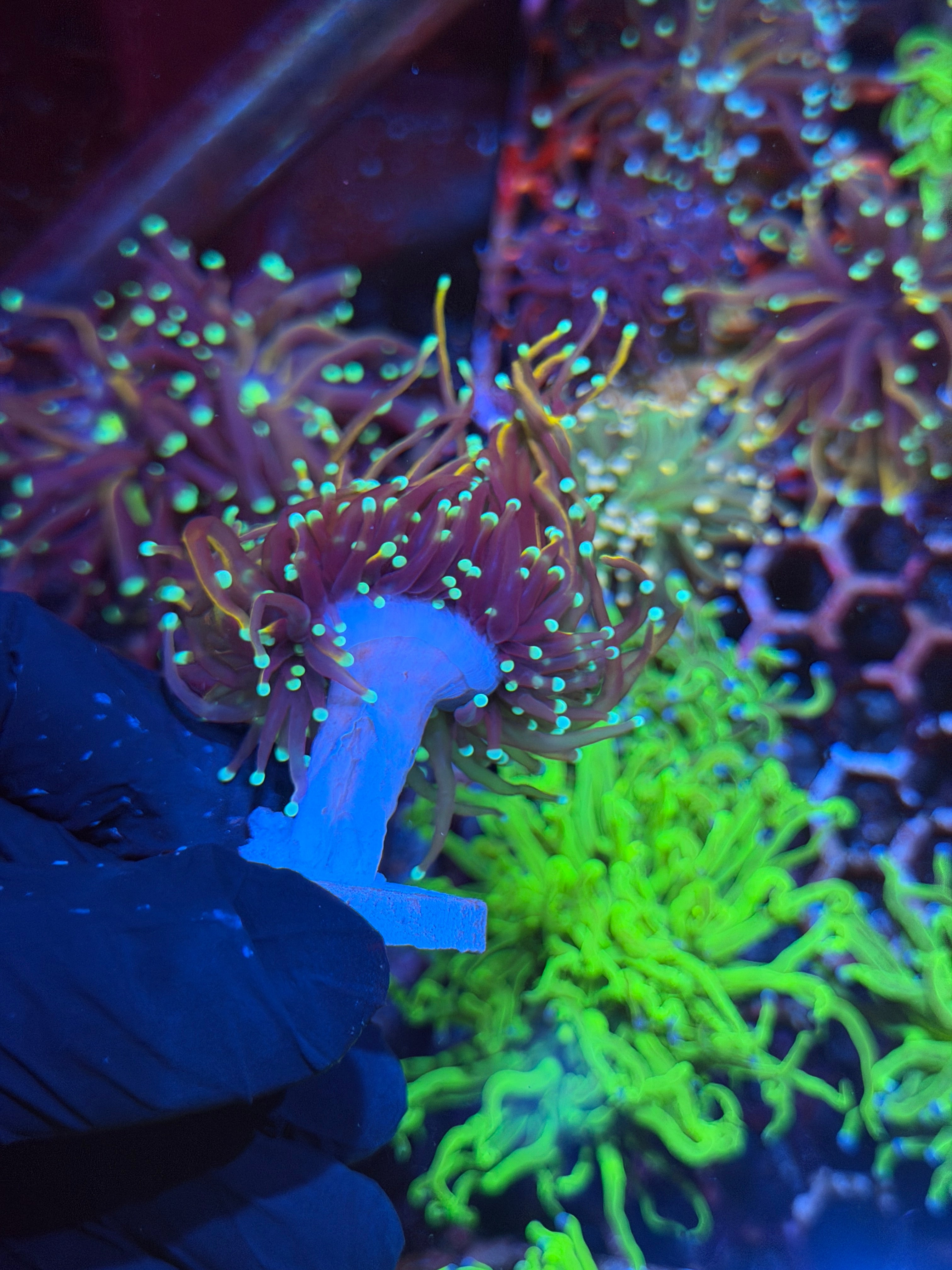 JEA OG Jester Torch Coral 1 XL Head Splitting