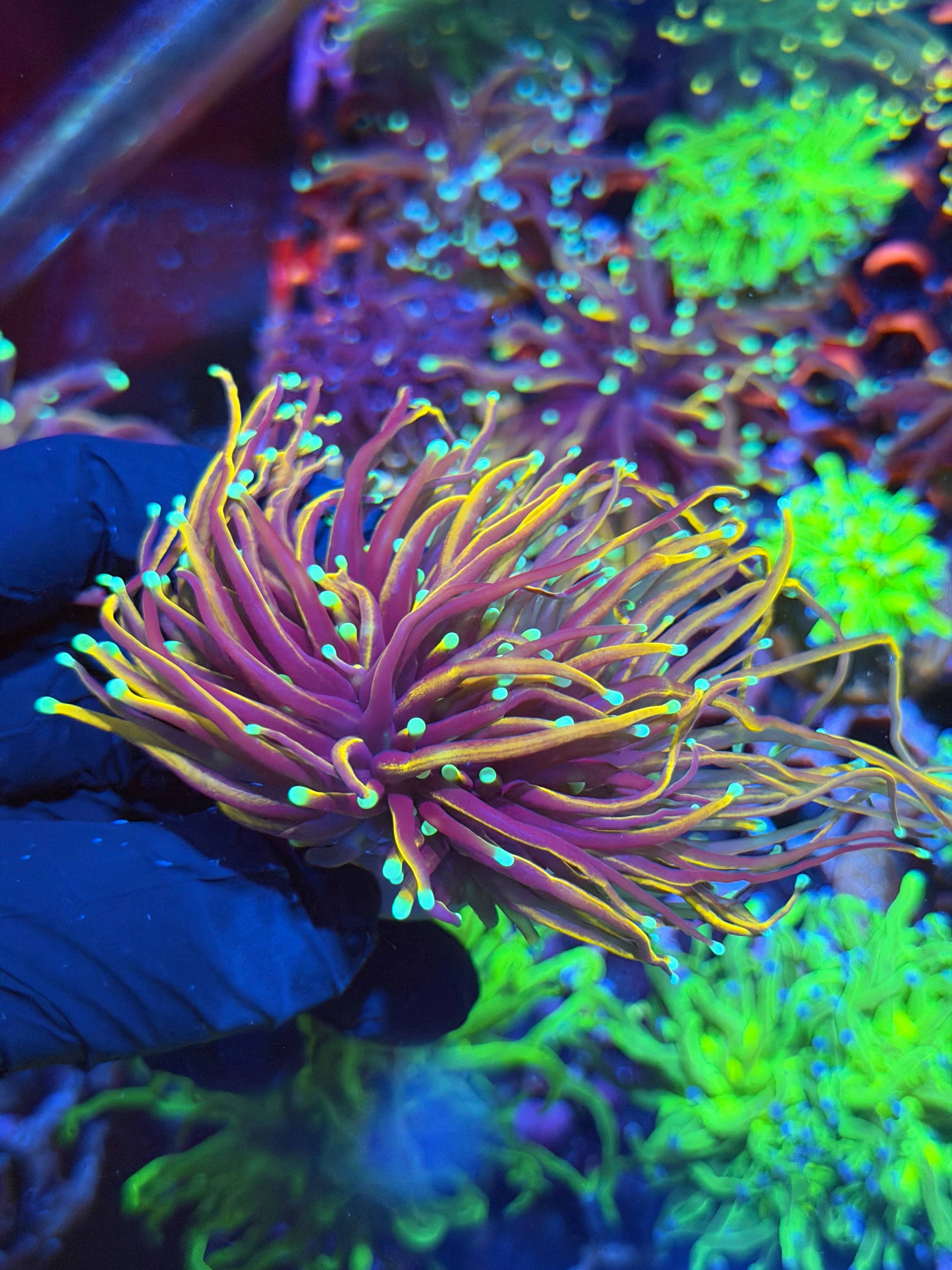 JEA OG Jester Torch Coral 2 Heads XL Splitting to 3