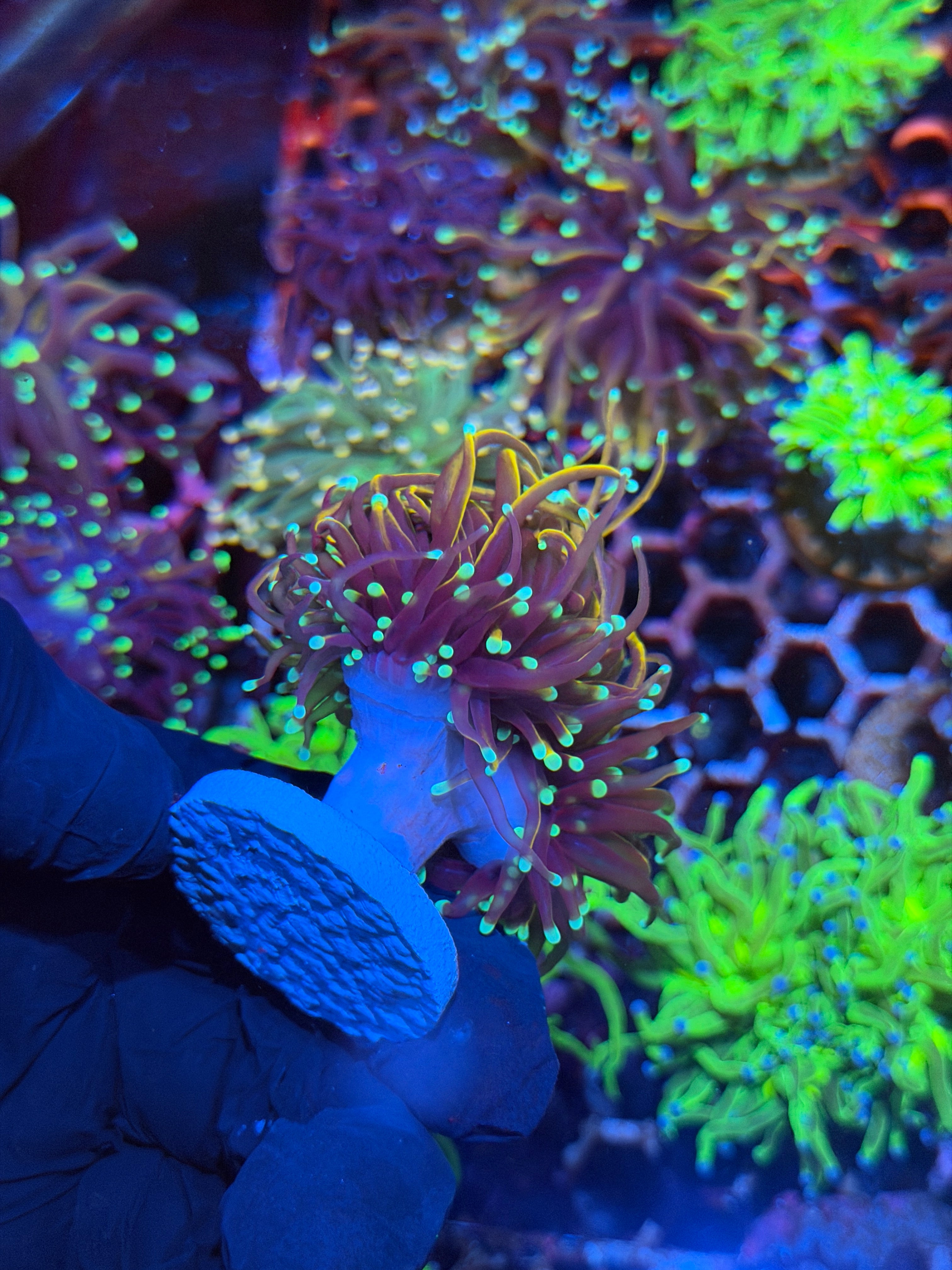 JEA OG Jester Torch Coral 2 Heads XL Splitting to 3