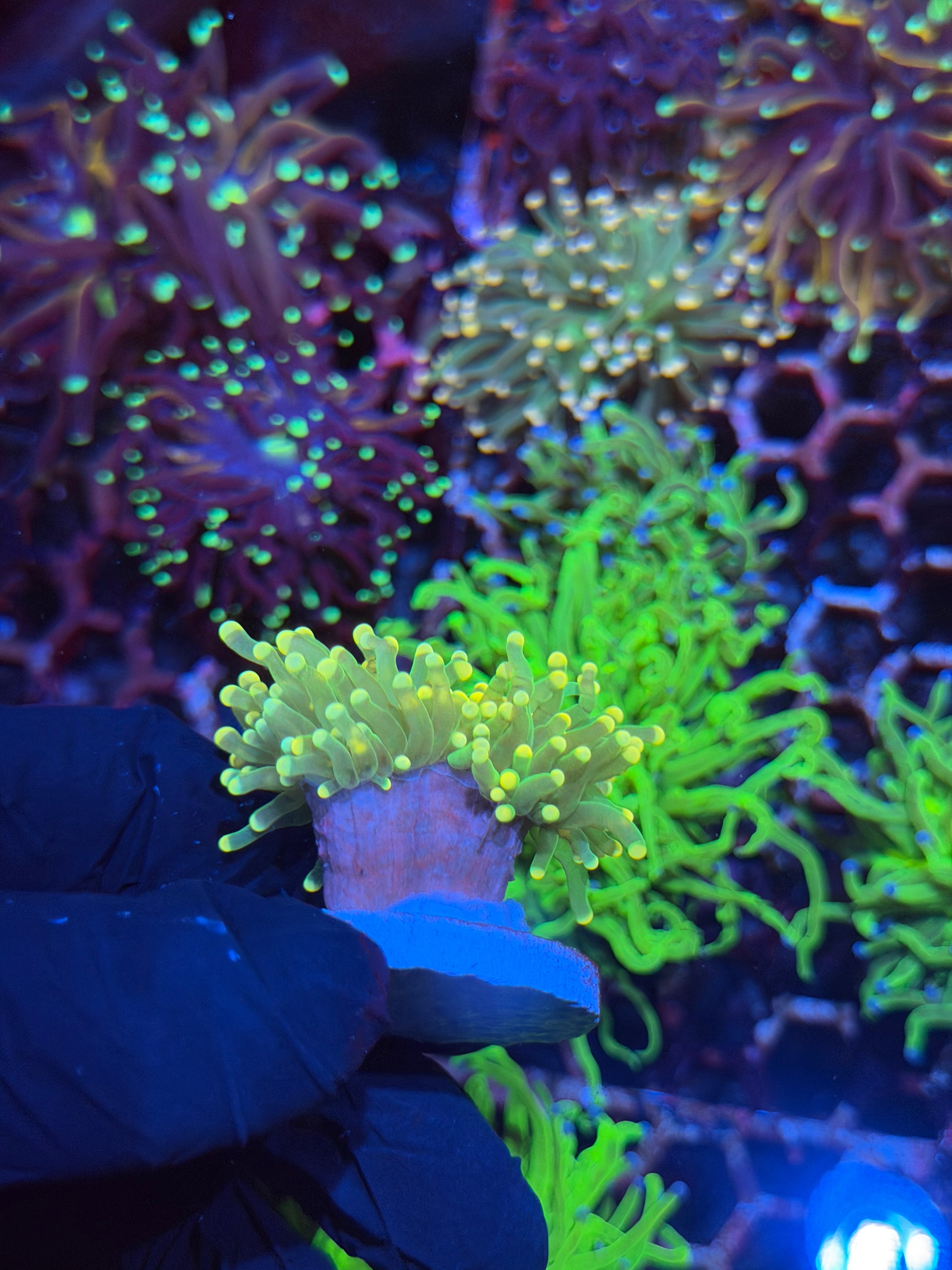 JEA Yellow Sparkler Torch Coral 1 XL Head Splitting
